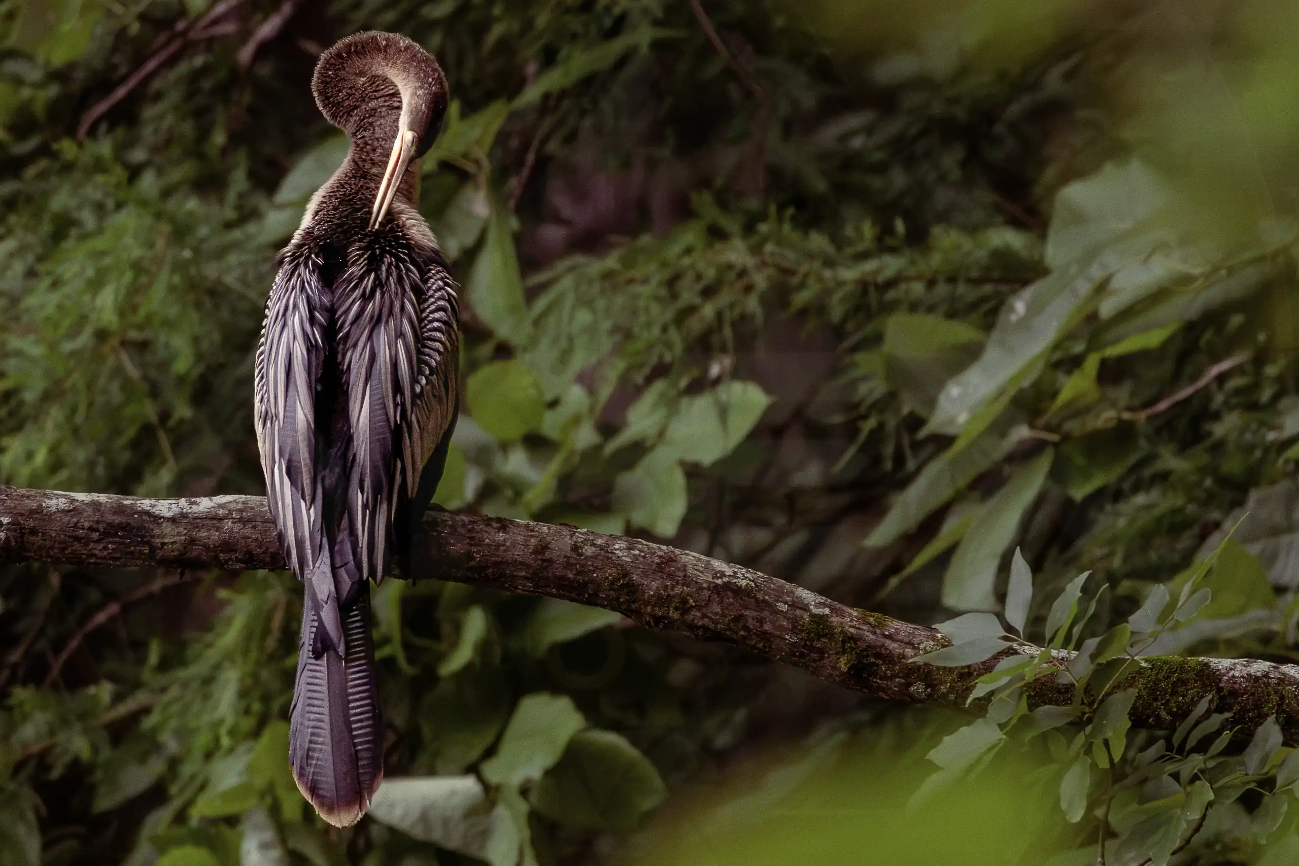 An anhinga preens its dark feathers while perched on a branch.