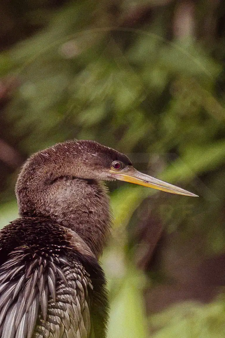 Close profile portrait of an anhinga showing its long pointed bill and snake-like neck