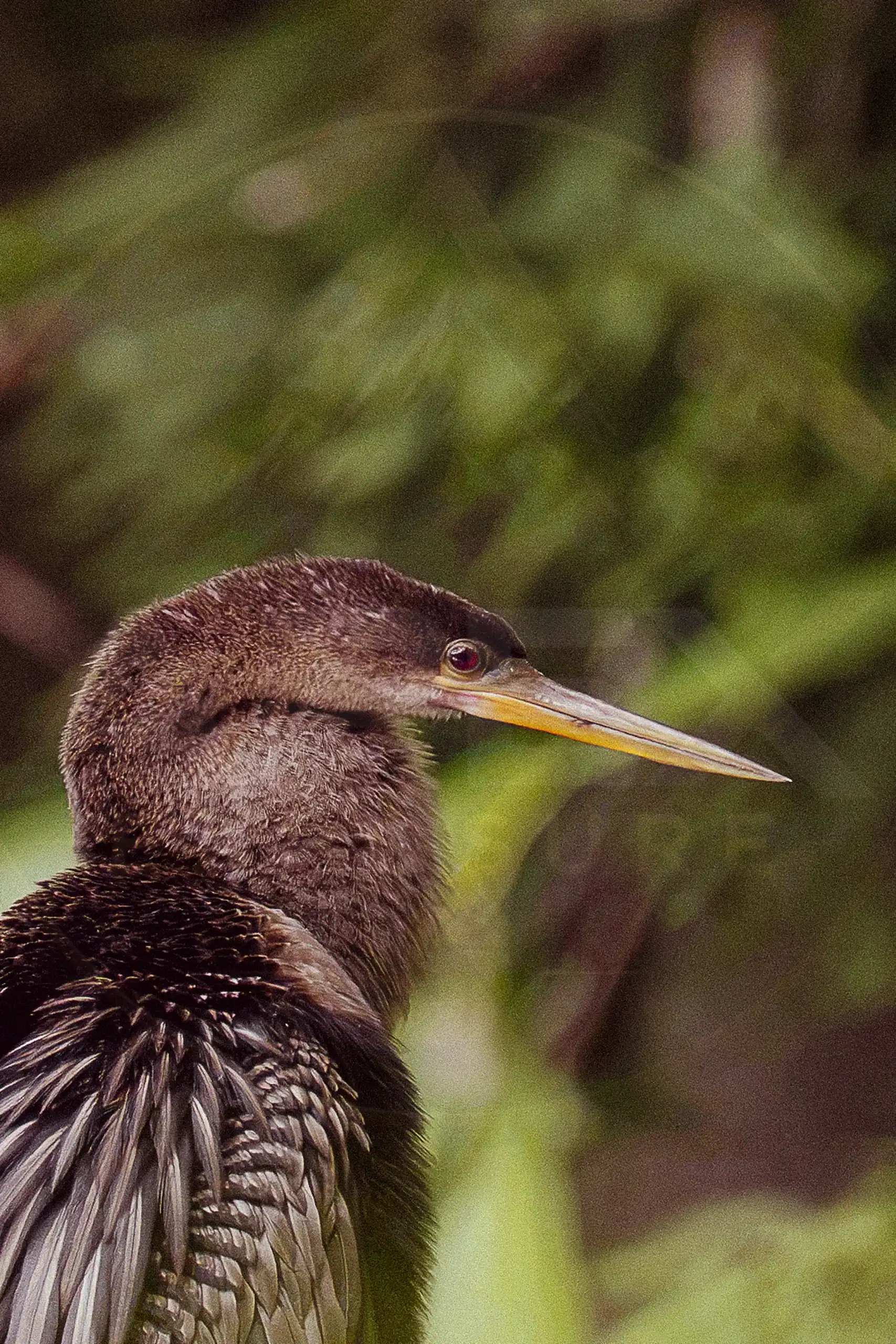 Close profile portrait of an anhinga showing its long pointed bill and snake-like neck.