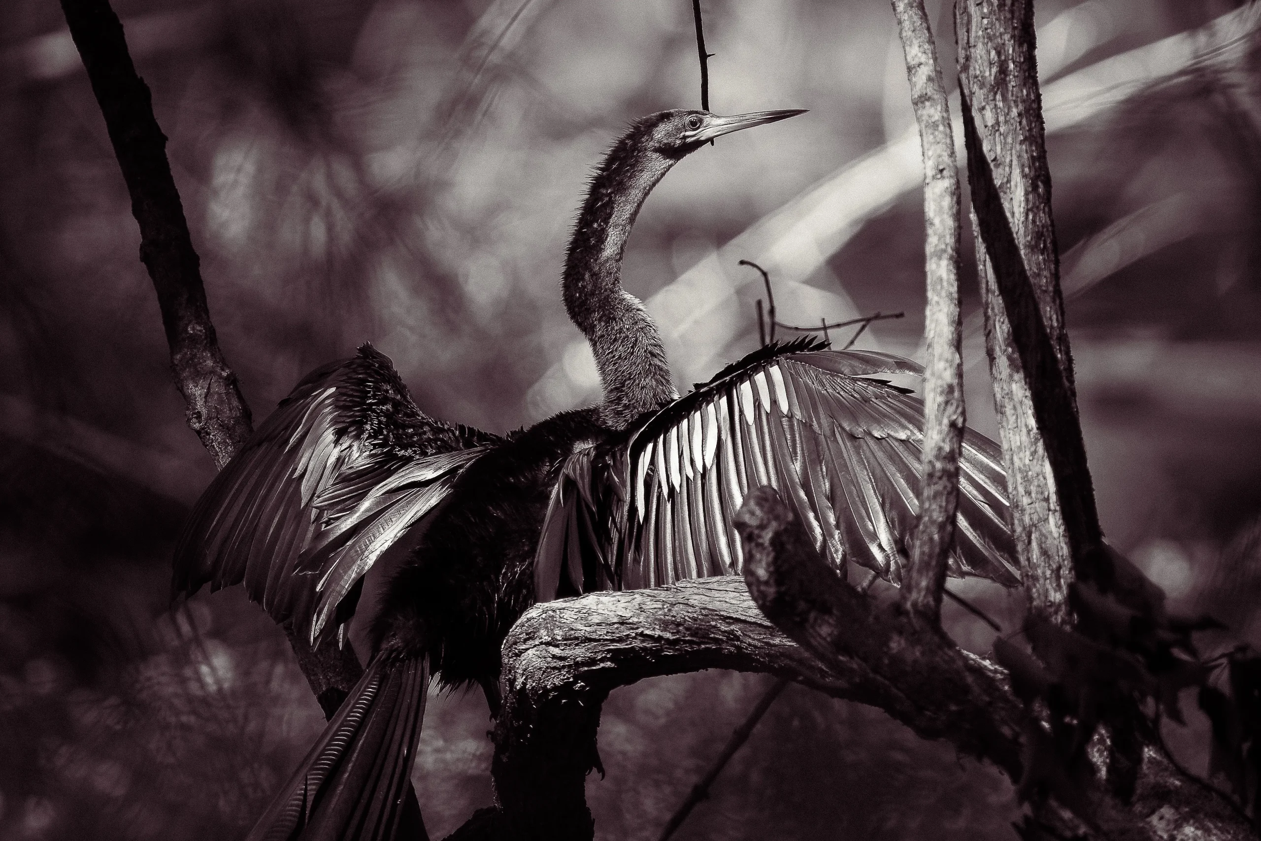 Anhinga perched on a tree with its wings fully spread while drying.