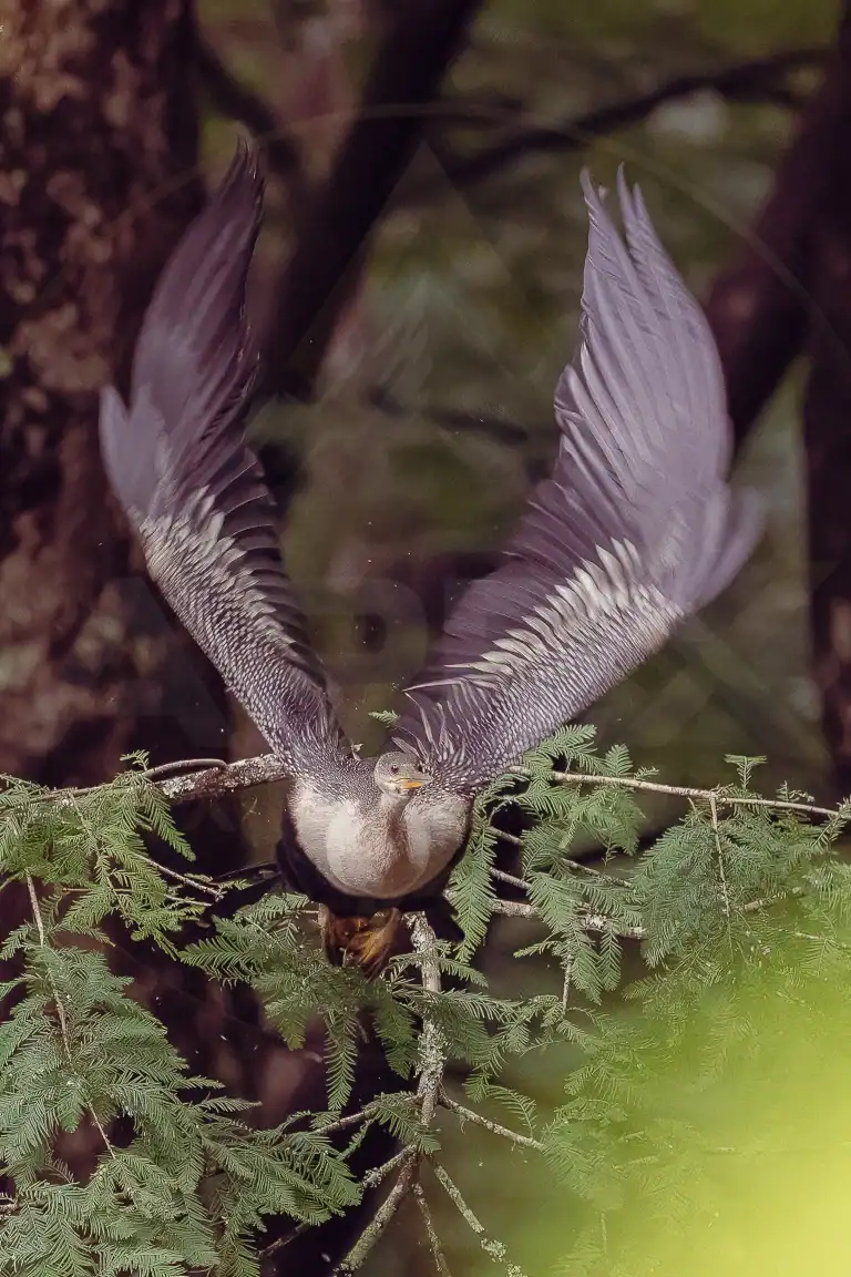 An anhinga launches from a tree branch with its wings fully extended