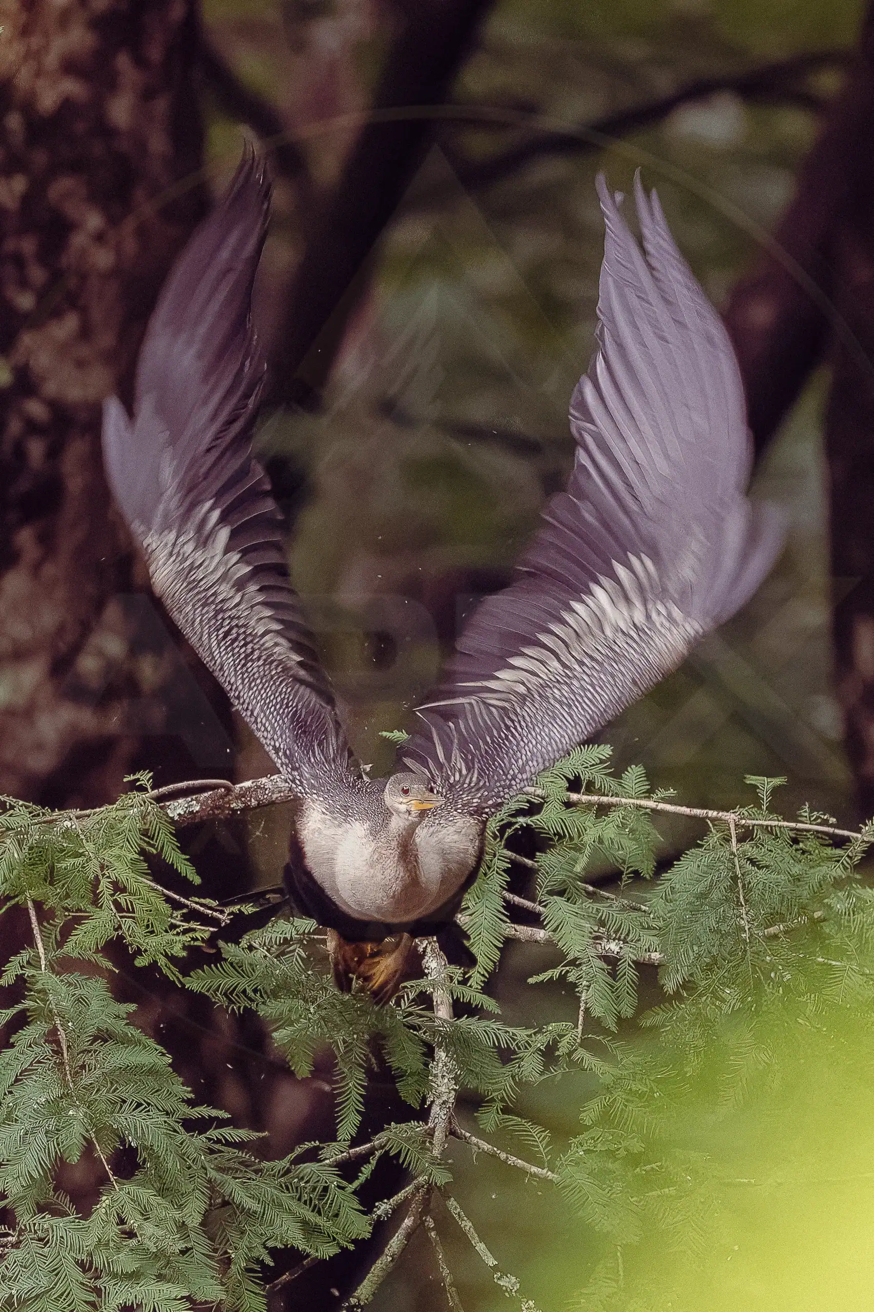 An anhinga launches from a tree branch with its wings fully extended.