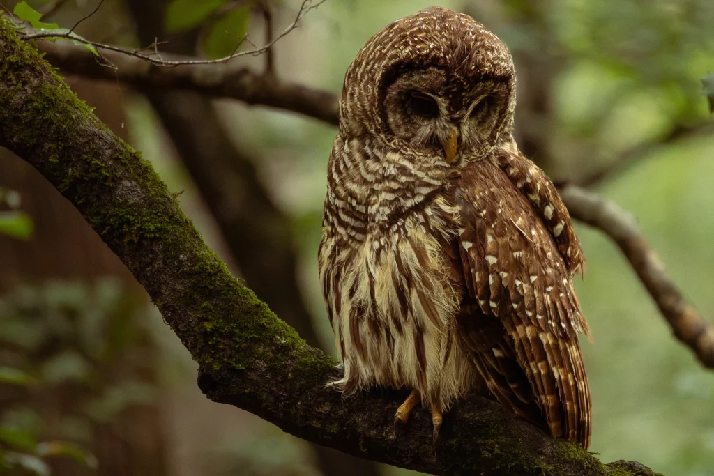 Barred owl resting on a moss-covered branch with its head lowered beneath a green forest canopy.