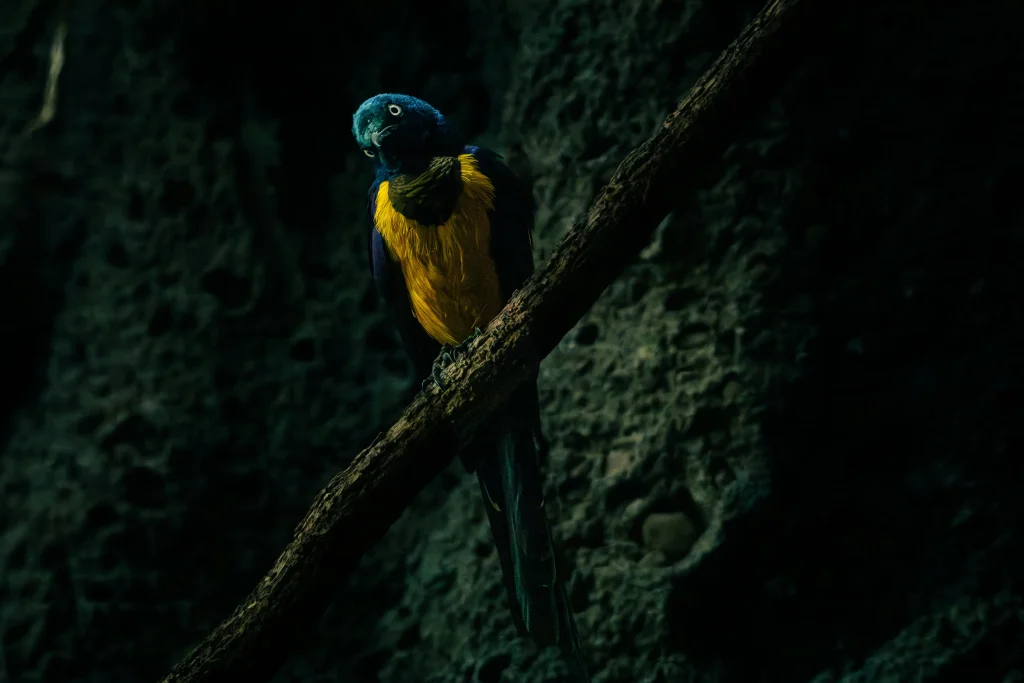 Golden-breasted starling tilting its blue-green head while perched on a diagonal branch