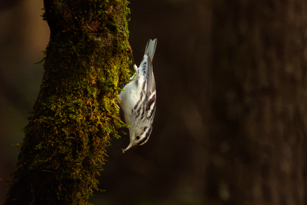 Black-and-white warbler climbing headfirst down a moss-covered tree trunk in a shaded forest.