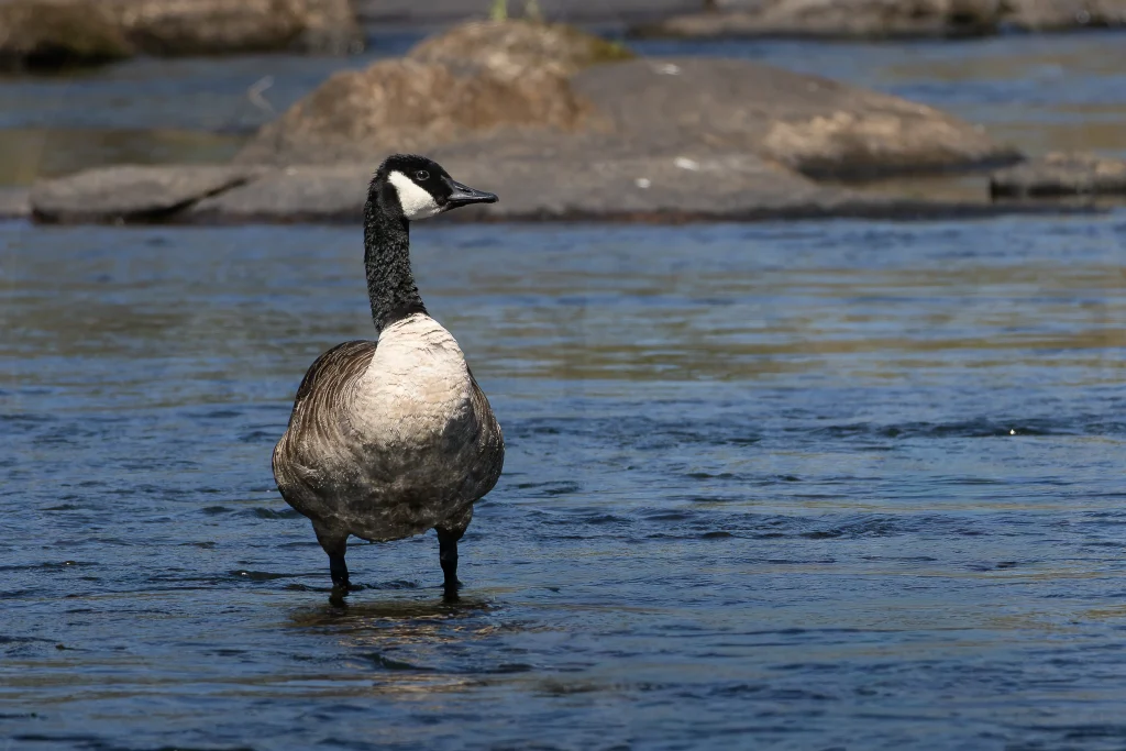 Canada goose standing in the river