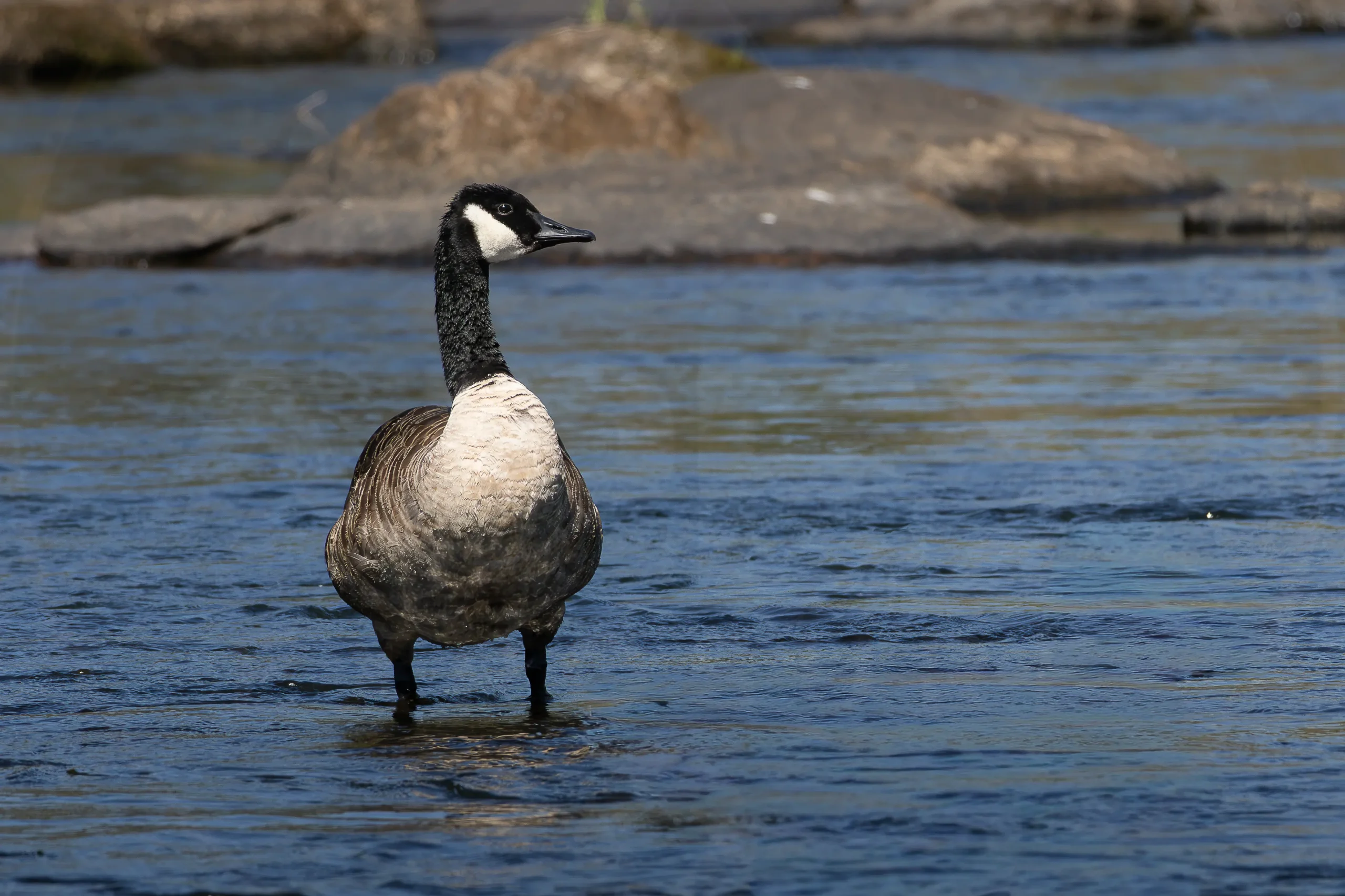 Canada Goose