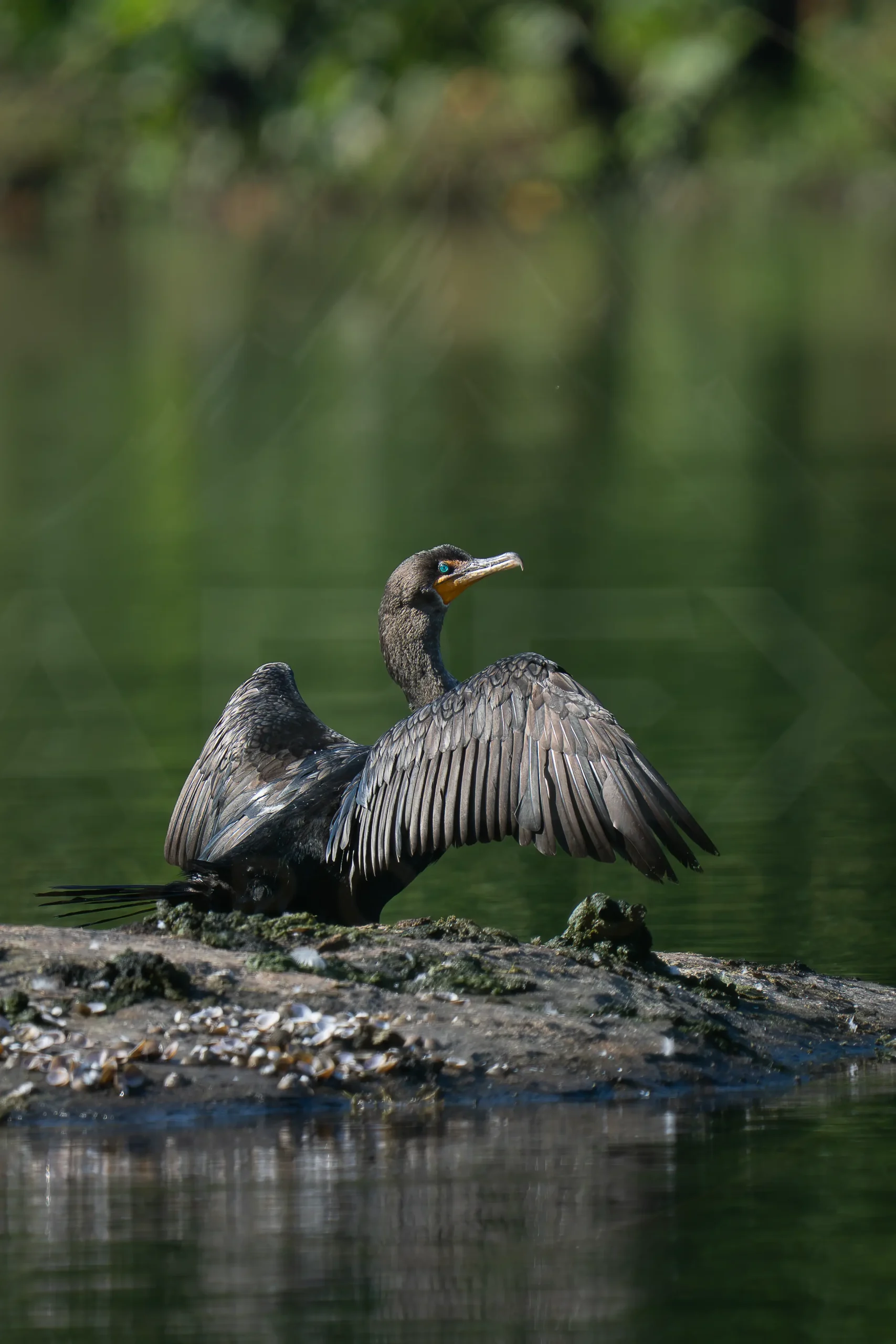 A double-crested cormorant drying its wings after swimming along the Riverwalk.