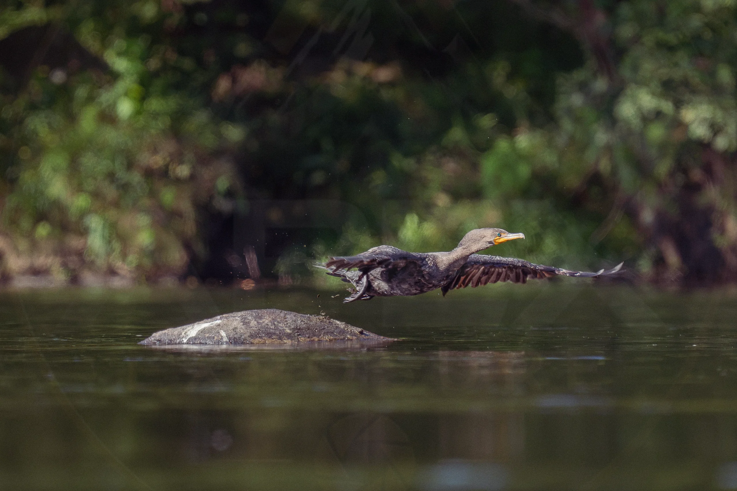 A double-crested cormorant launching into flight from a rock.