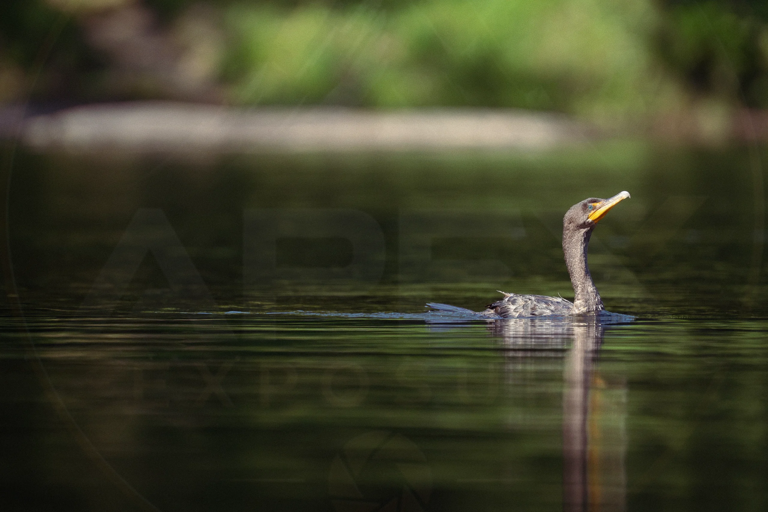 Double-Crested Cormorant