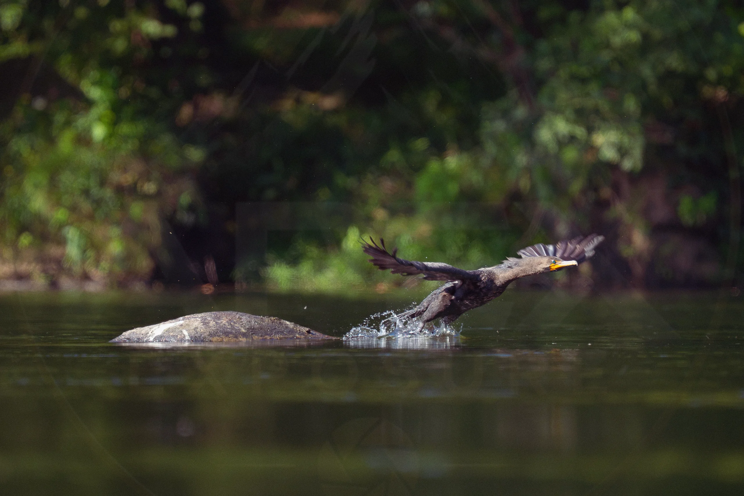 A double-crested cormorant taking flight from a riverside rock.