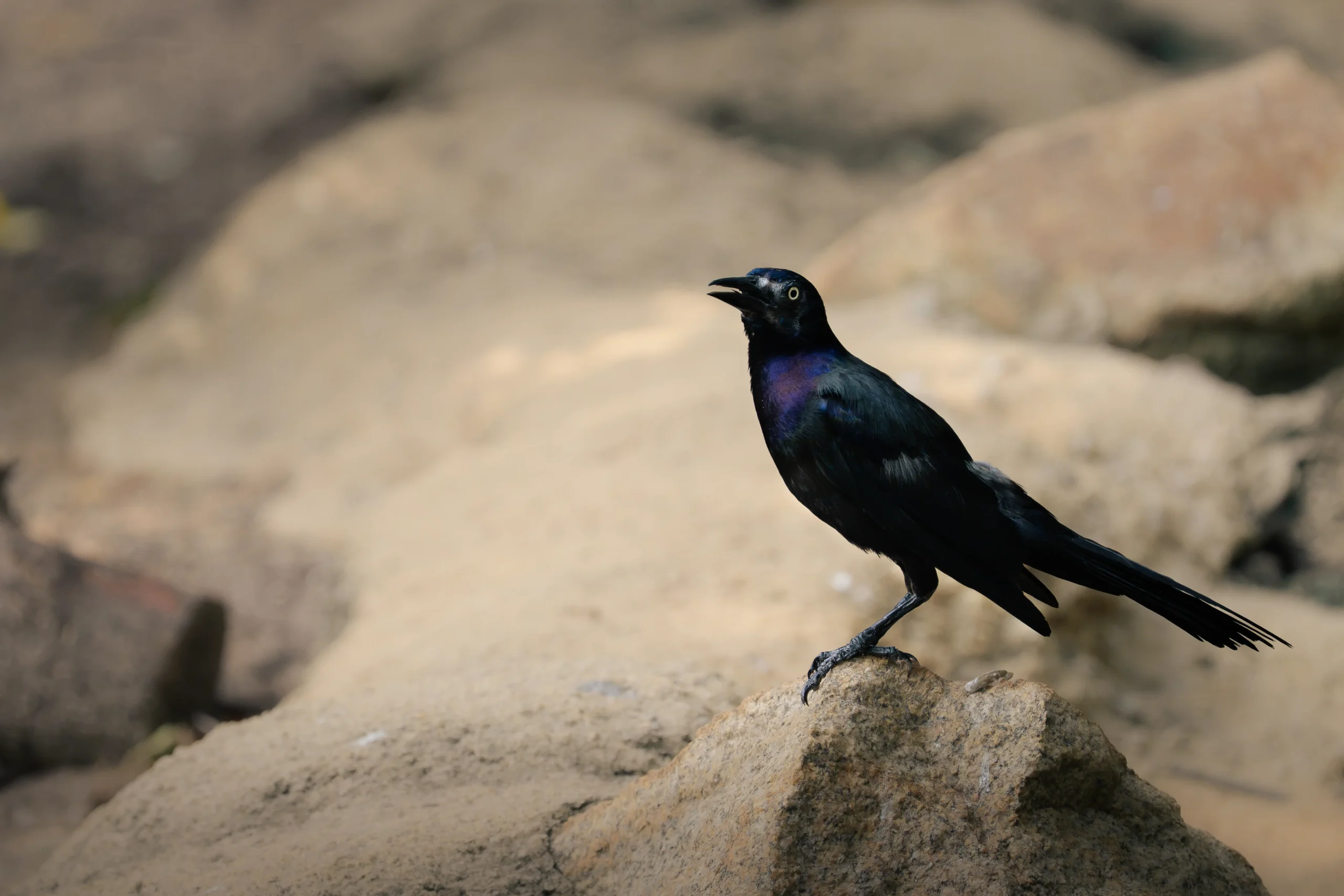 Black grackle calling from a rock with its long tail extending behind it