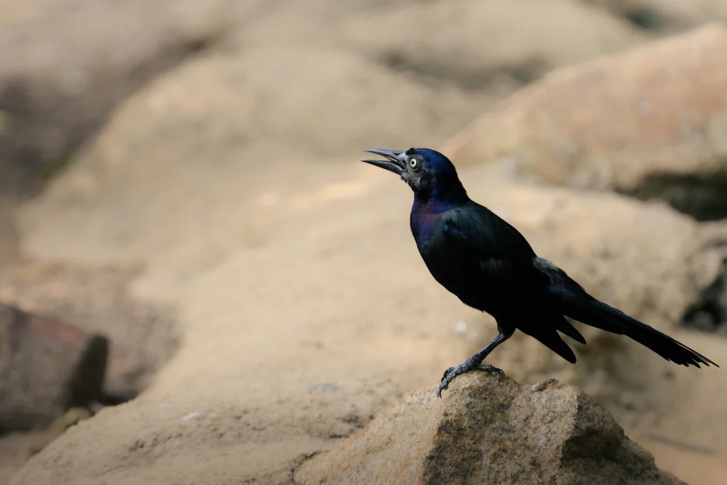 Iridescent black grackle calling while perched on a rock