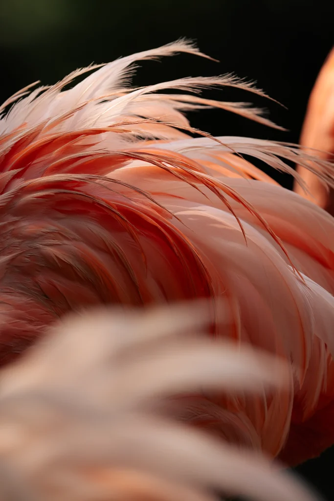 Close-up of layered coral and pale pink flamingo feathers against a black background