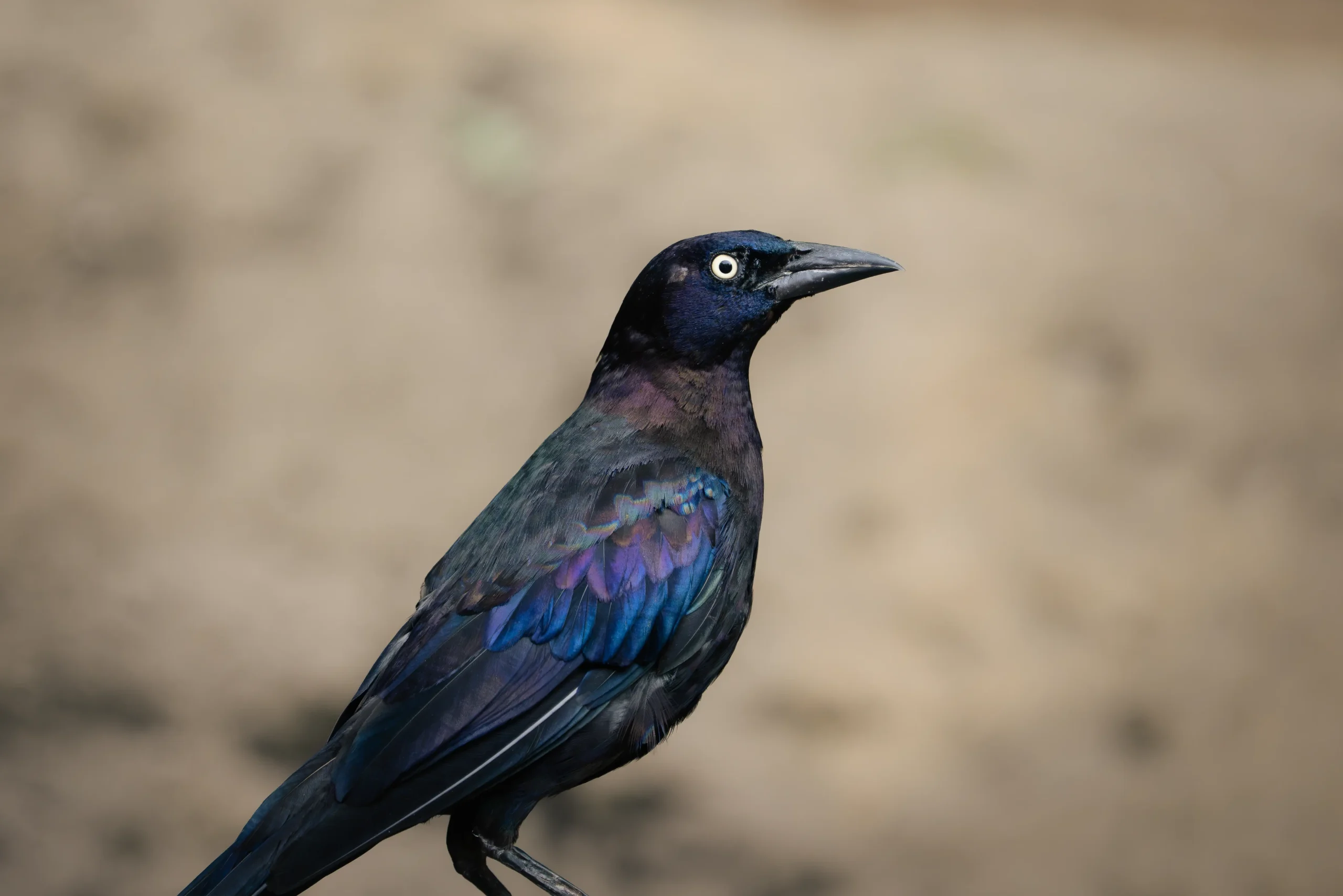 Common Grackle