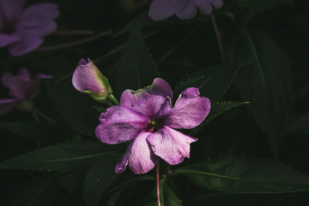Purple flower covered in water droplets emerging from dark green foliage