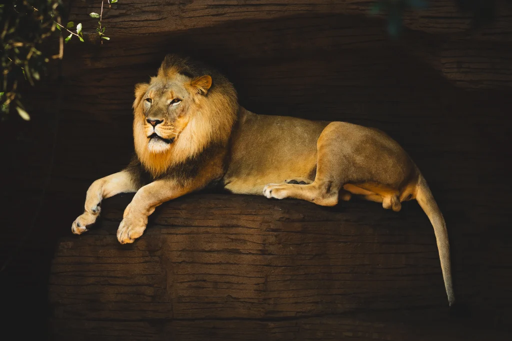 Male lion resting on a shaded rock ledge with sunlight illuminating his face and mane