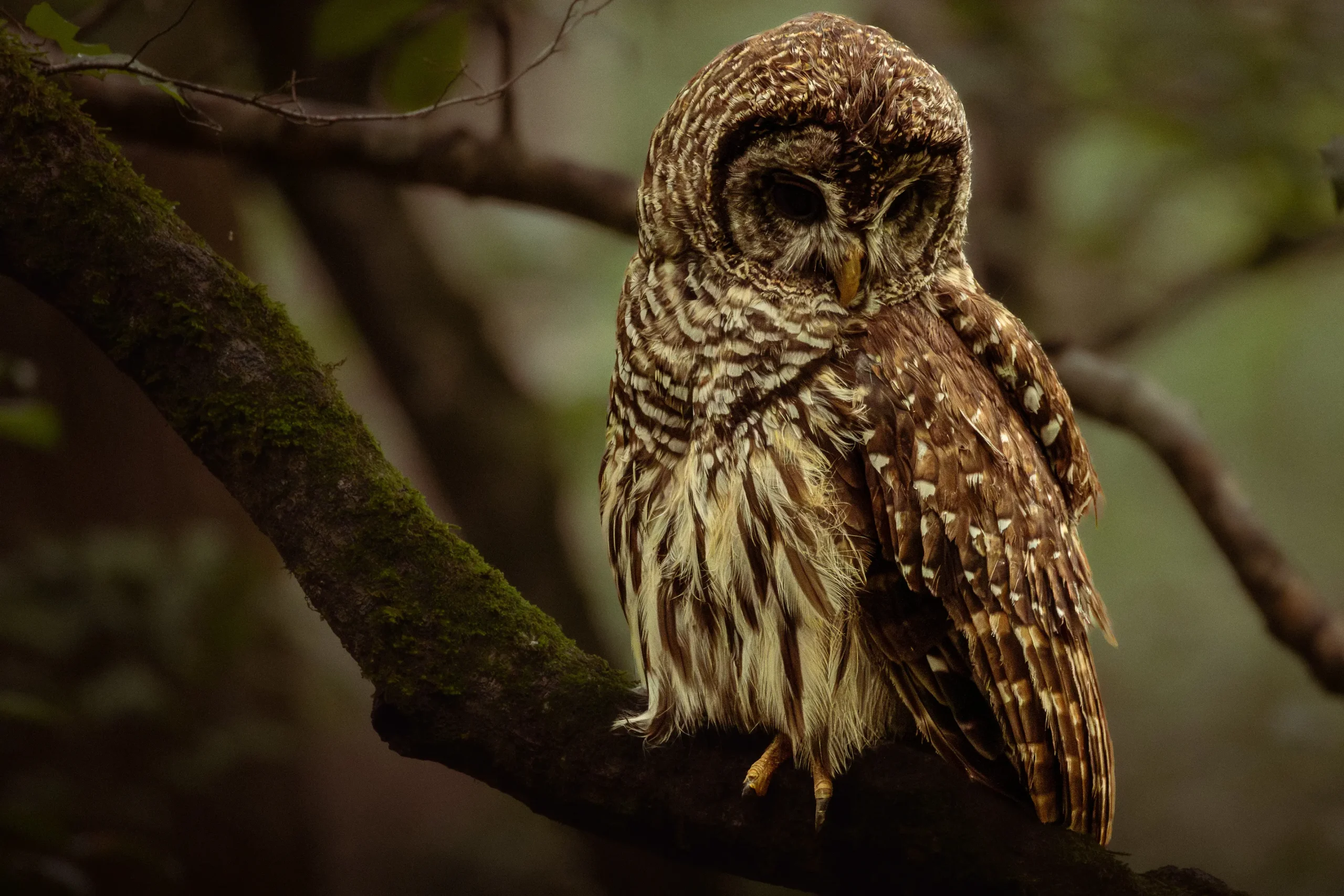 Barred owl looking downward while perched on a moss-covered forest branch.