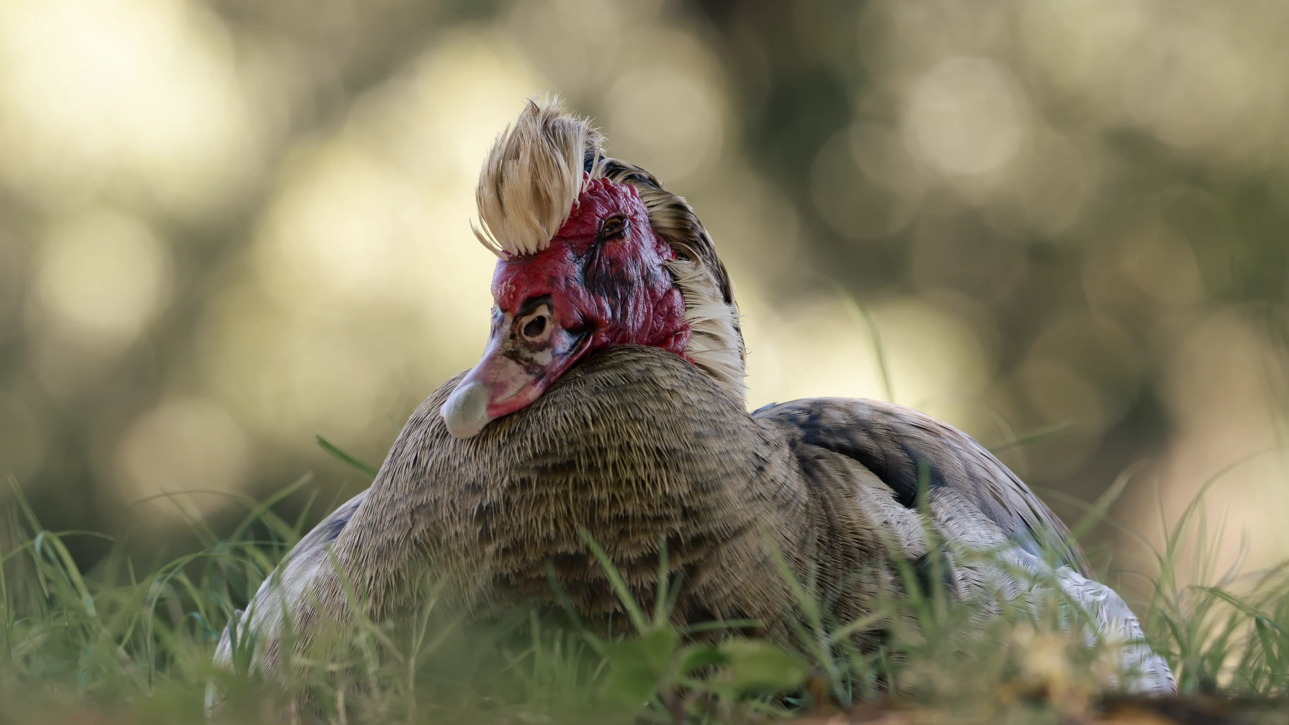 Muscovy Duck