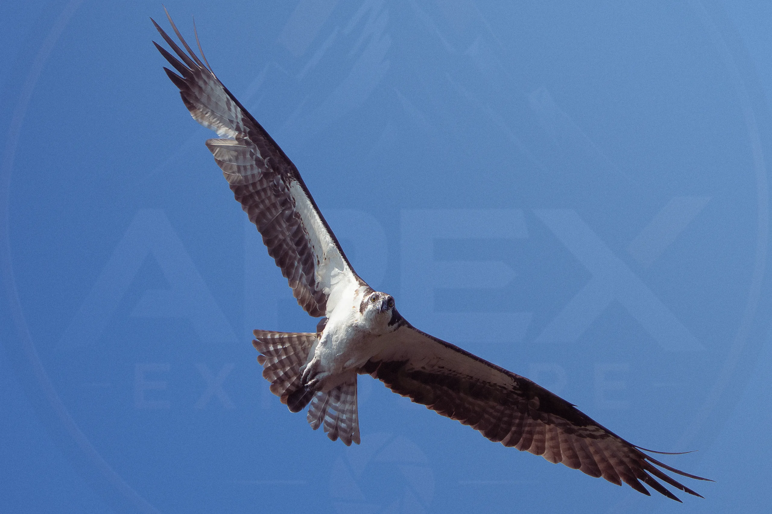 Osprey