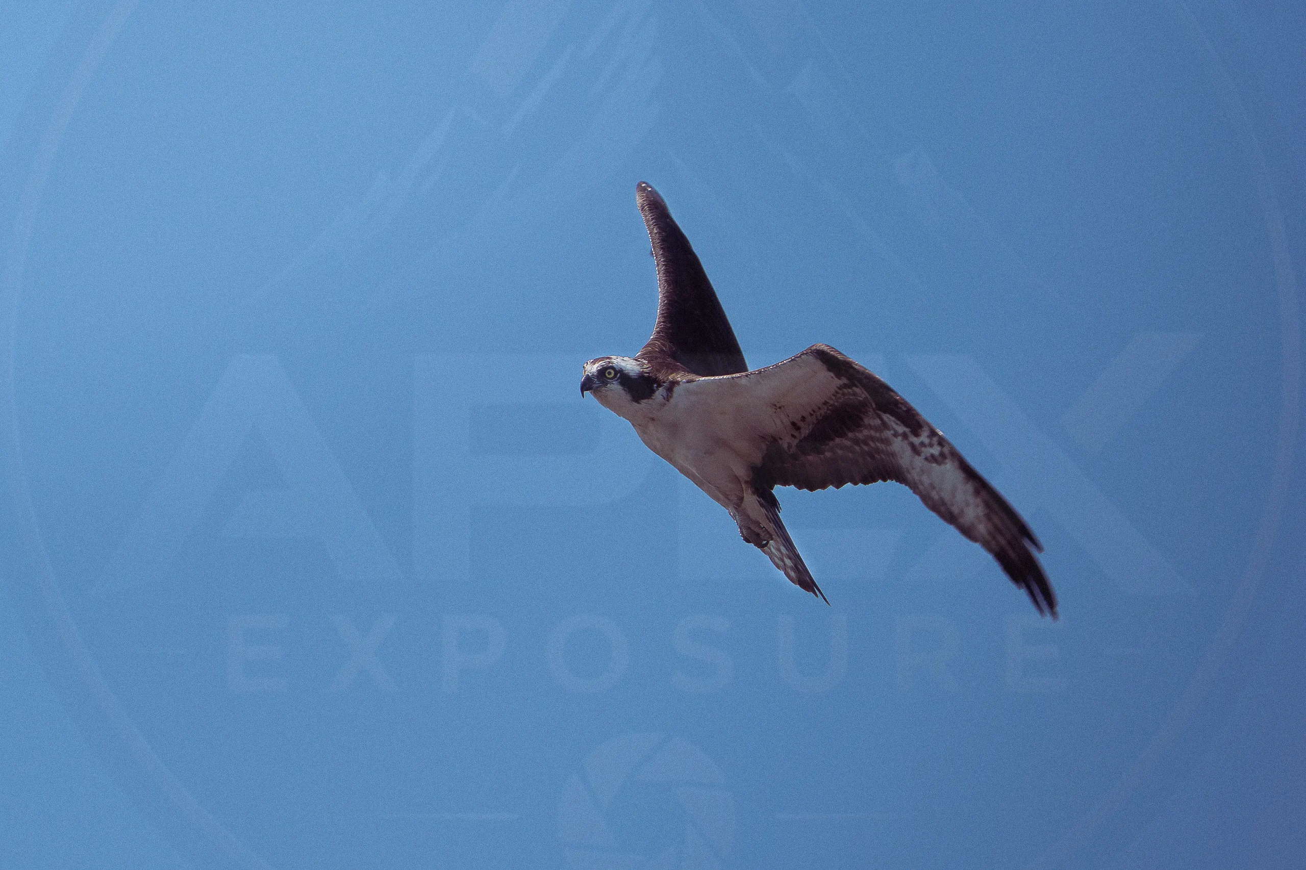 An osprey gliding over the river while searching for prey.