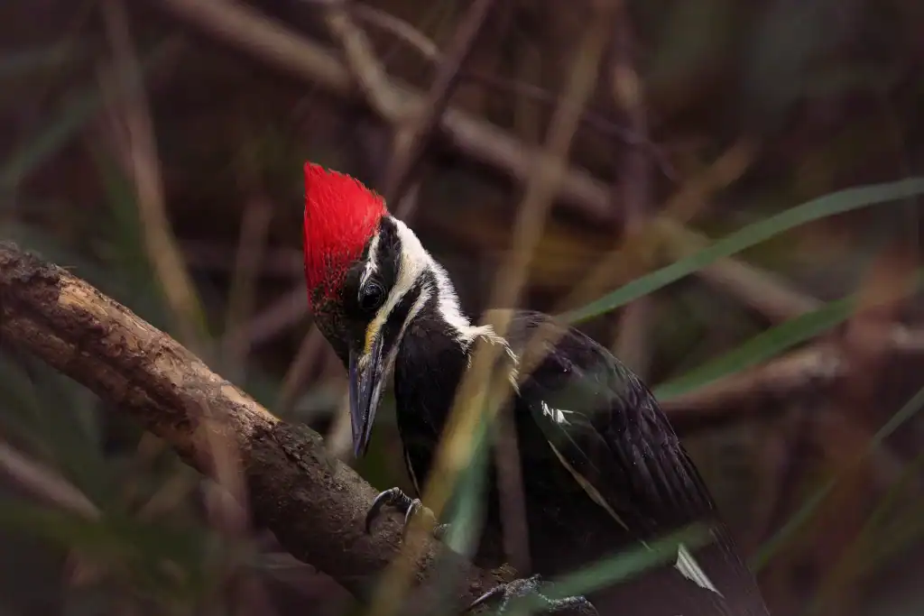Pileated woodpecker in the forest understory