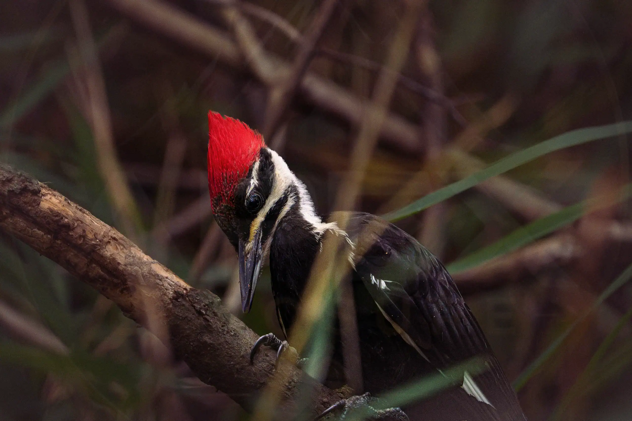 Pileated Woodpecker