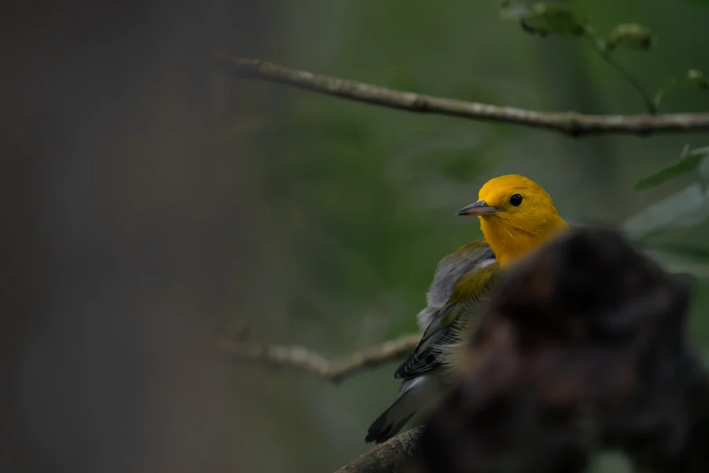 Prothonotary warbler peeking over a dark foreground branch in a shaded green forest.