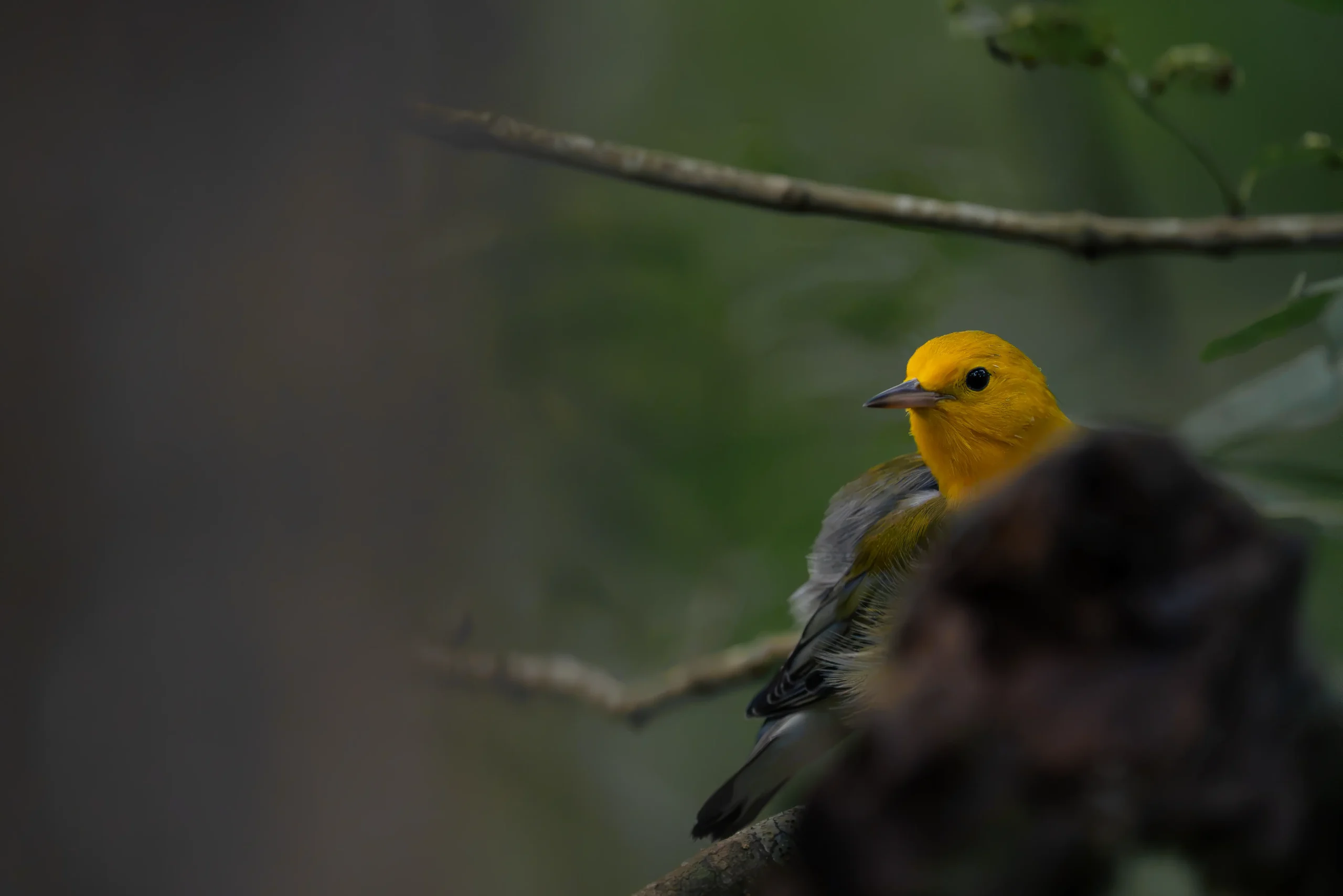 Prothonotary Warbler