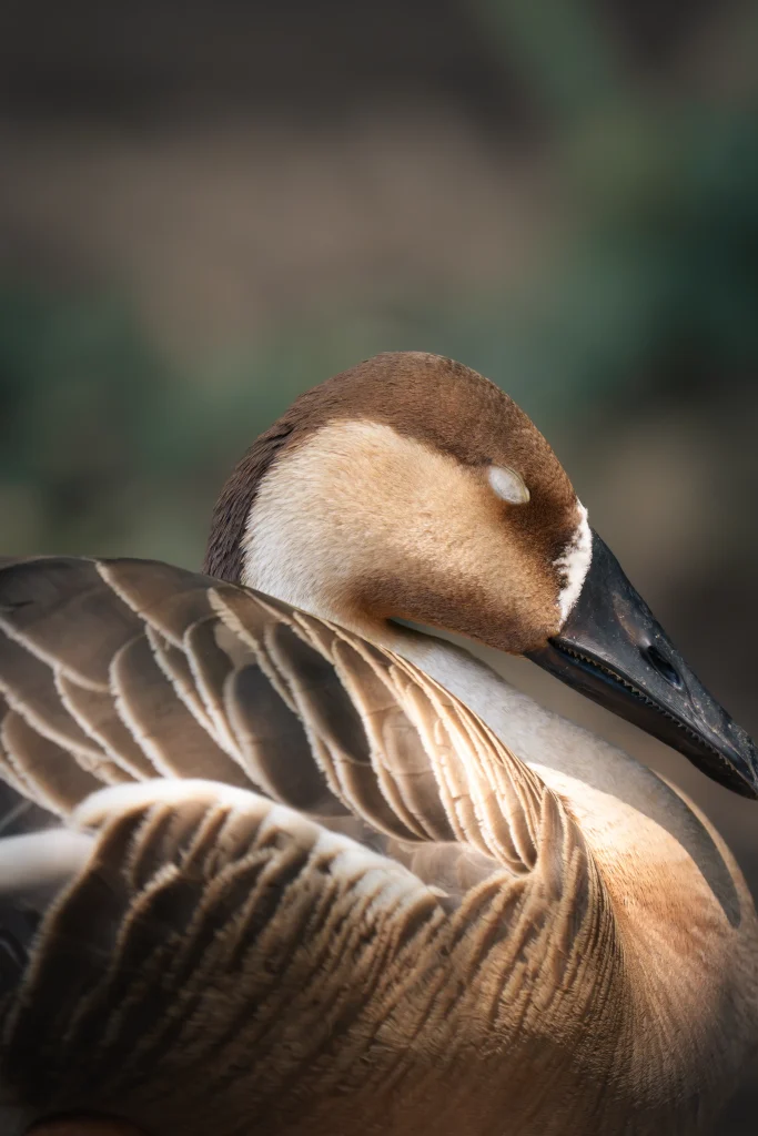Swan goose resting with its eye closed and bill tucked against its layered wing feathers