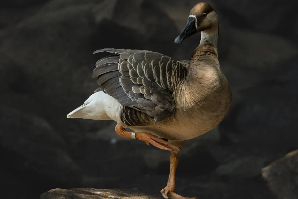 Swan goose standing on one leg against a dark rocky background