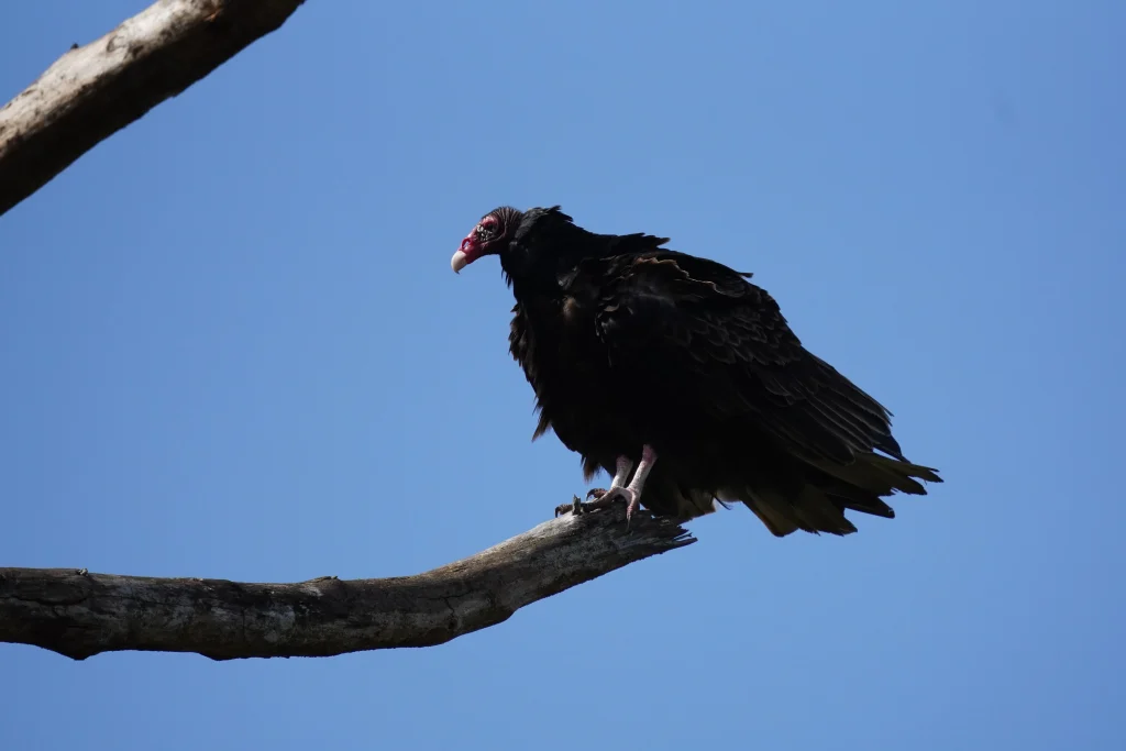 Turkey vulture perched on a bare tree branch with its dark feathers lifted and ruffled by the wind.