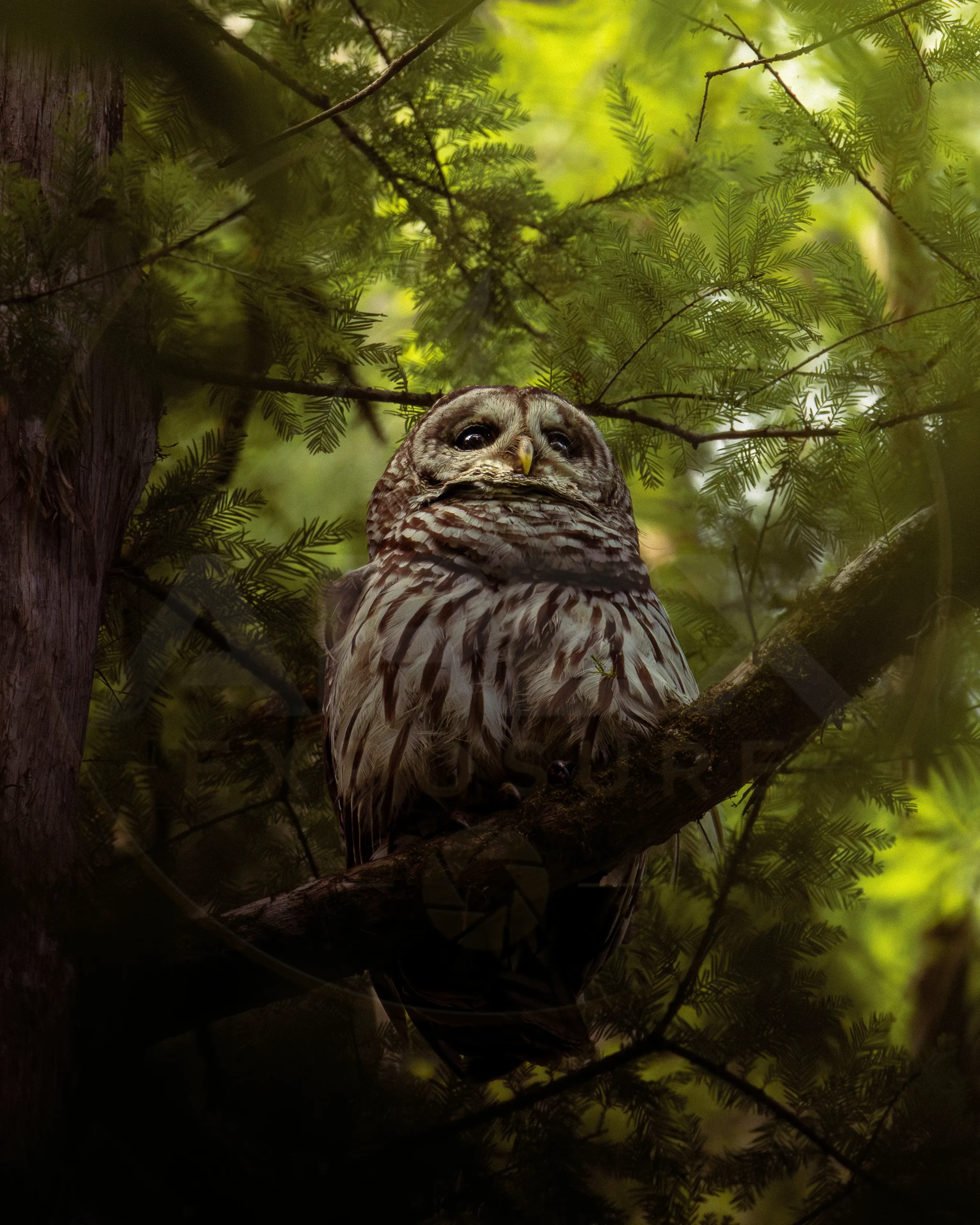 A Barred Owl resting quietly beneath the forest canopy at Congaree National Park, South Carolina.