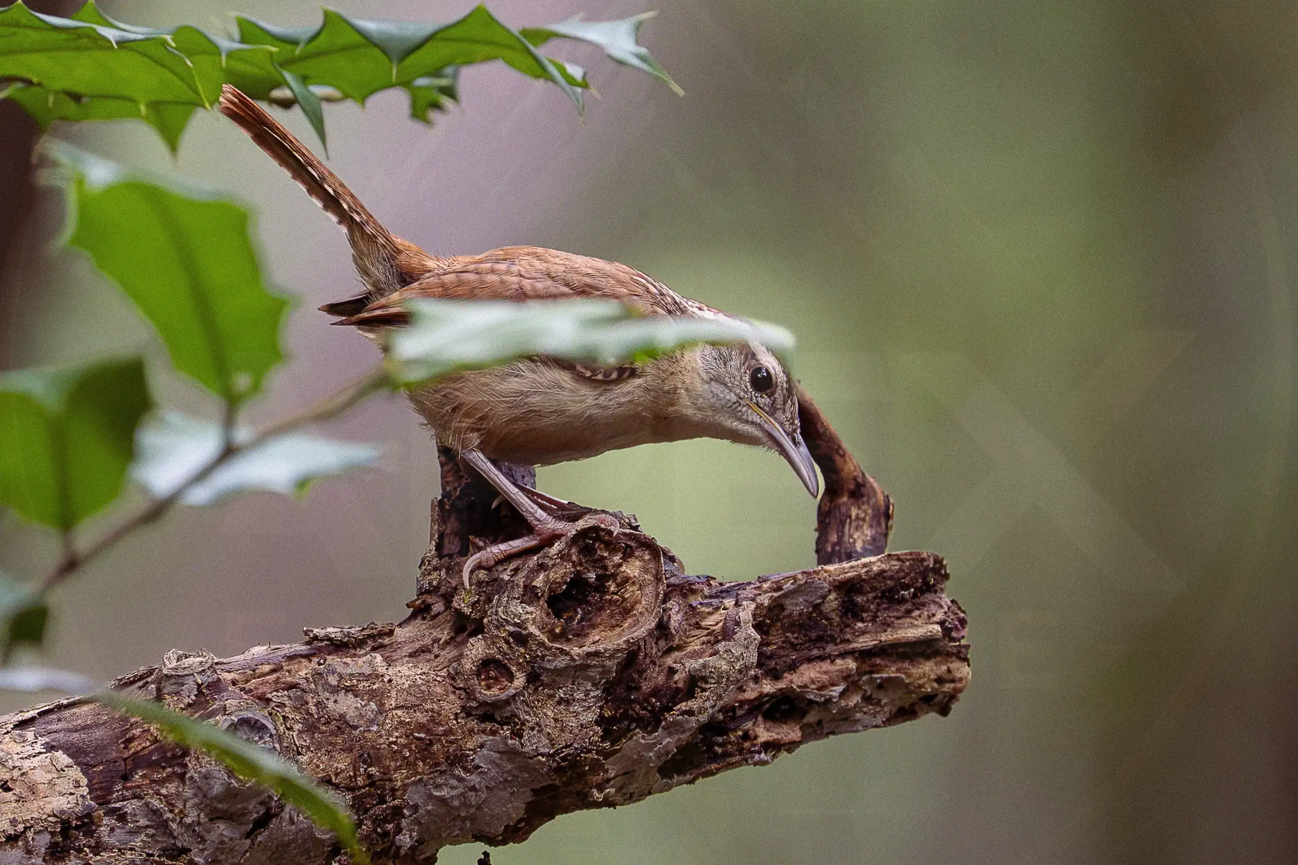 A Carolina wren leans forward while exploring a weathered fallen branch beneath green leaves.