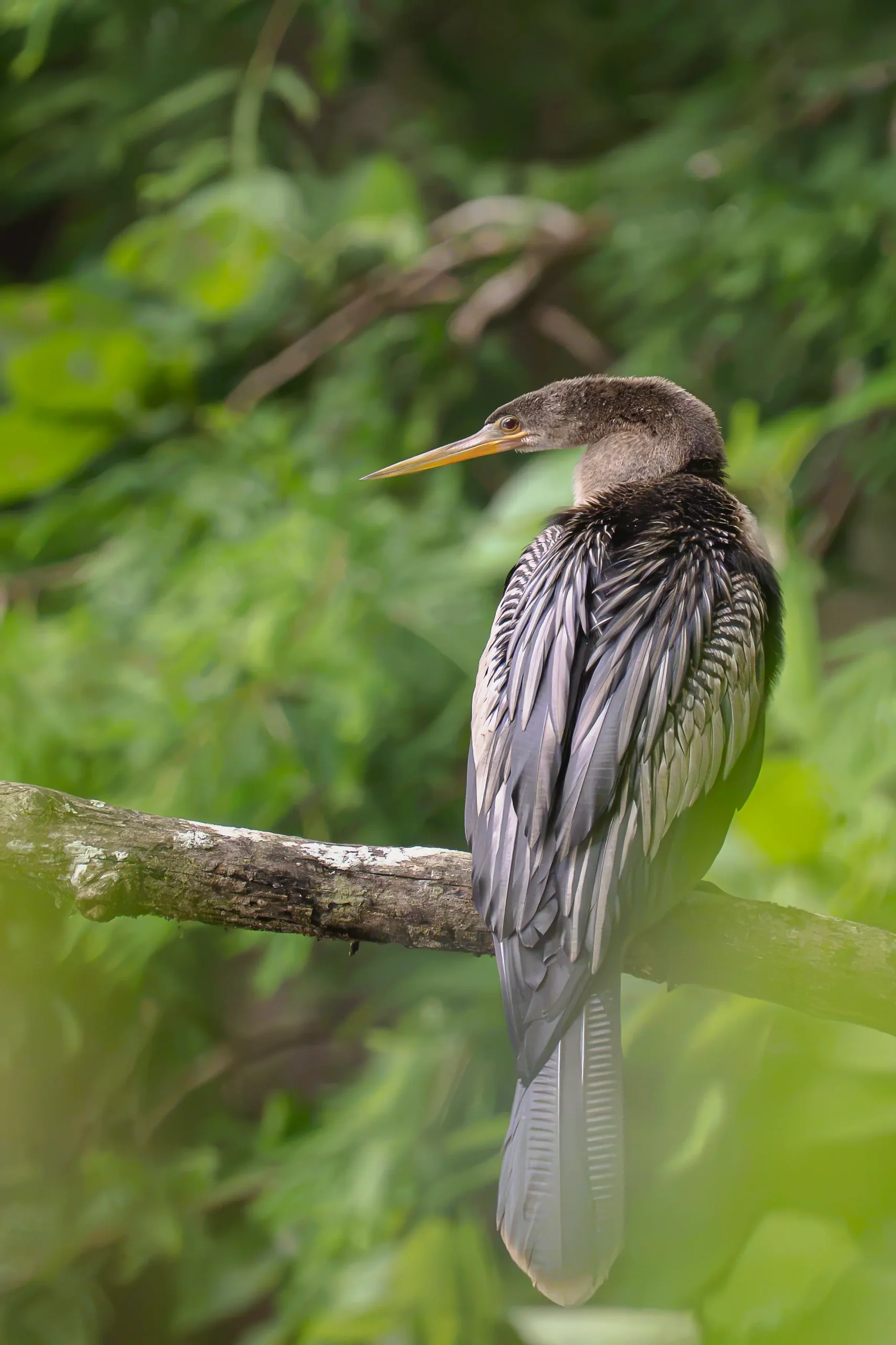 An anhinga rests on a branch overlooking a South Carolina wetland.