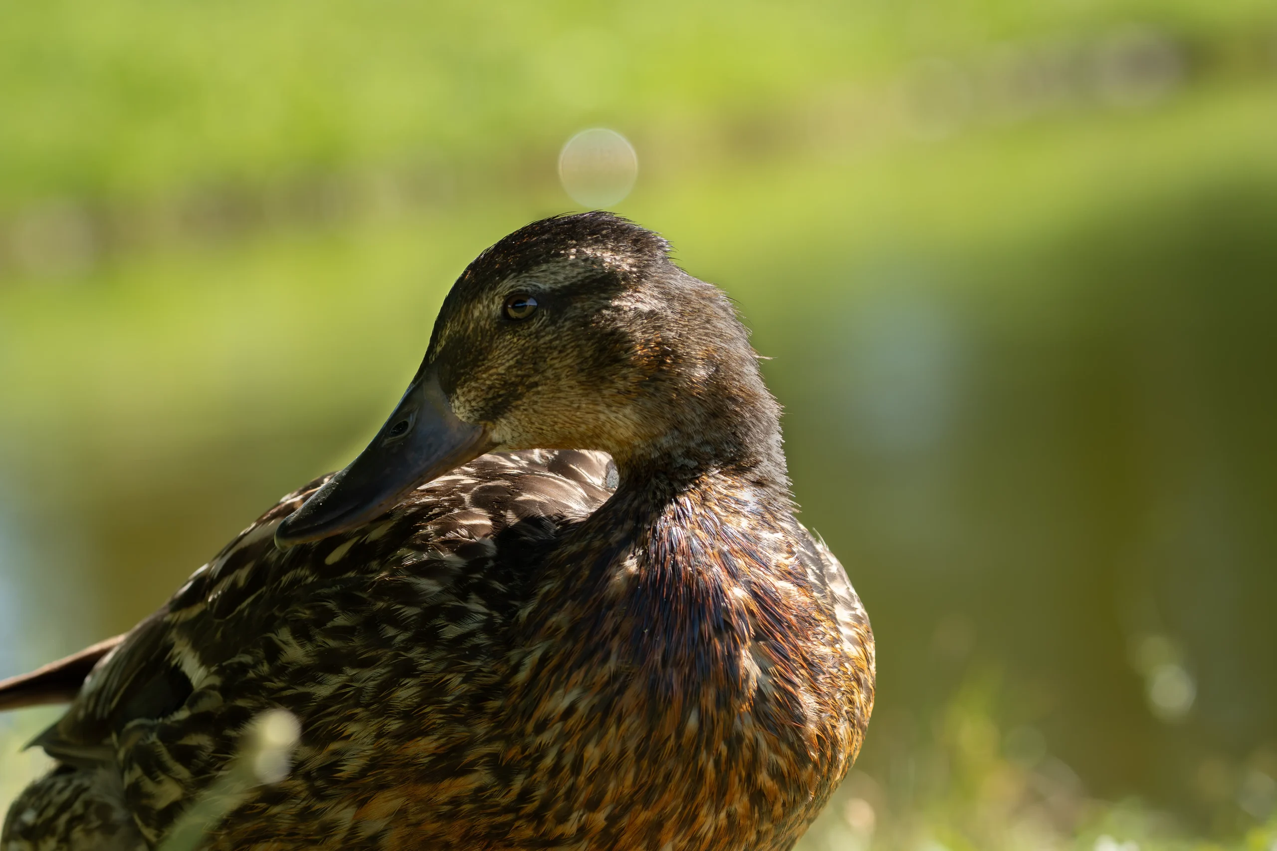 Female Mallard resting in the grass with mottled brown plumage illuminated by warm sunlight.