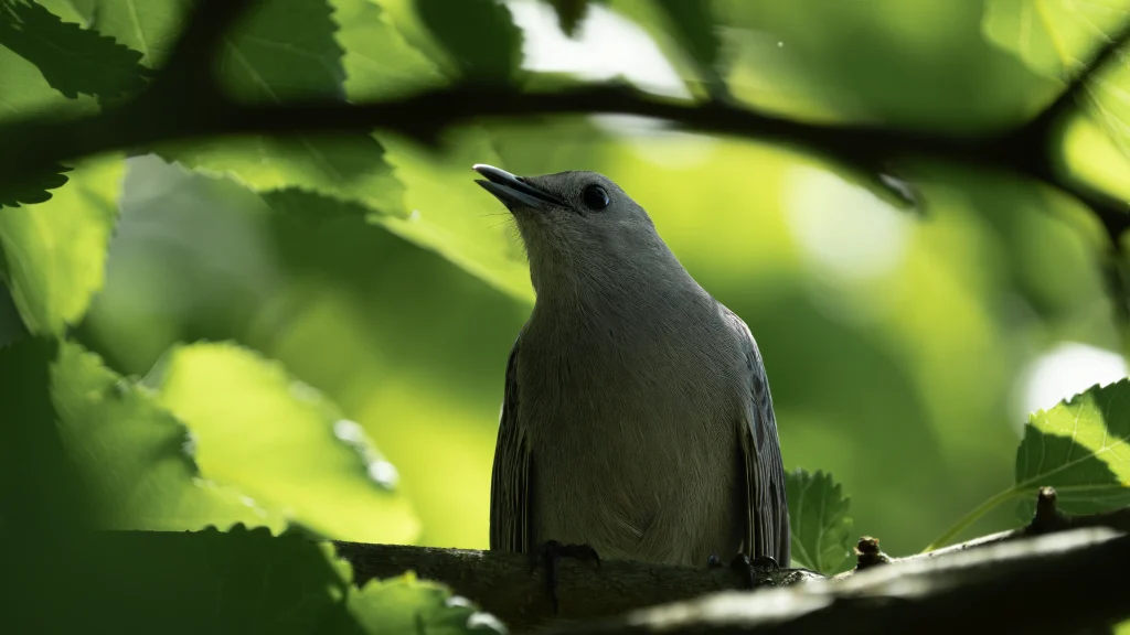 Gray Catbird perched on a branch and looking upward beneath bright green leaves.