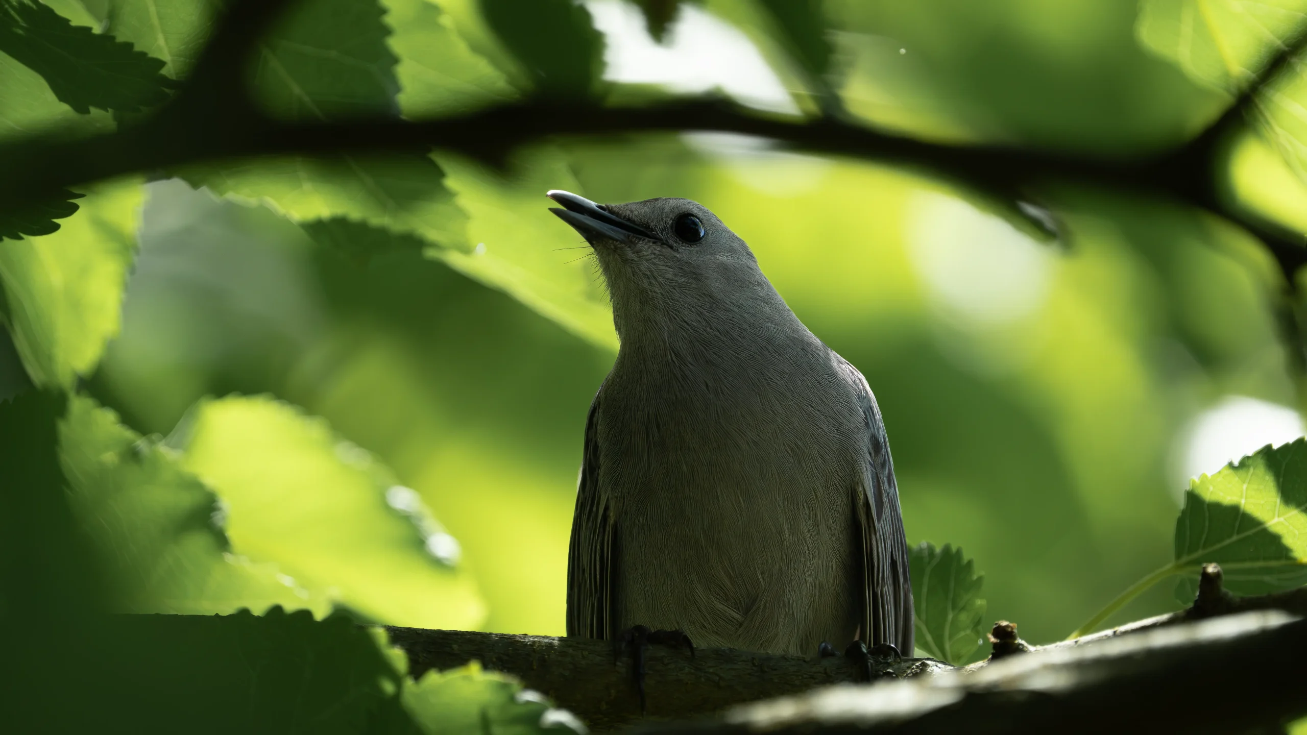 Gray Catbird