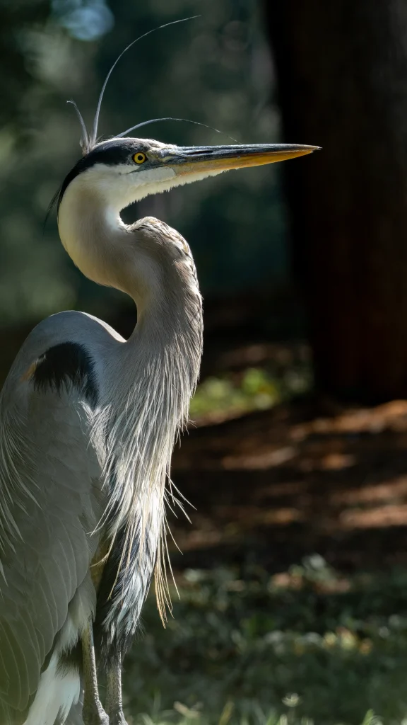 Great Blue Heron standing in profile as sunlight illuminates its long neck feathers and crest.