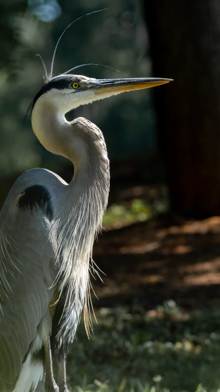 A great blue heron backlit at Congaree Creek Heritage Preserve