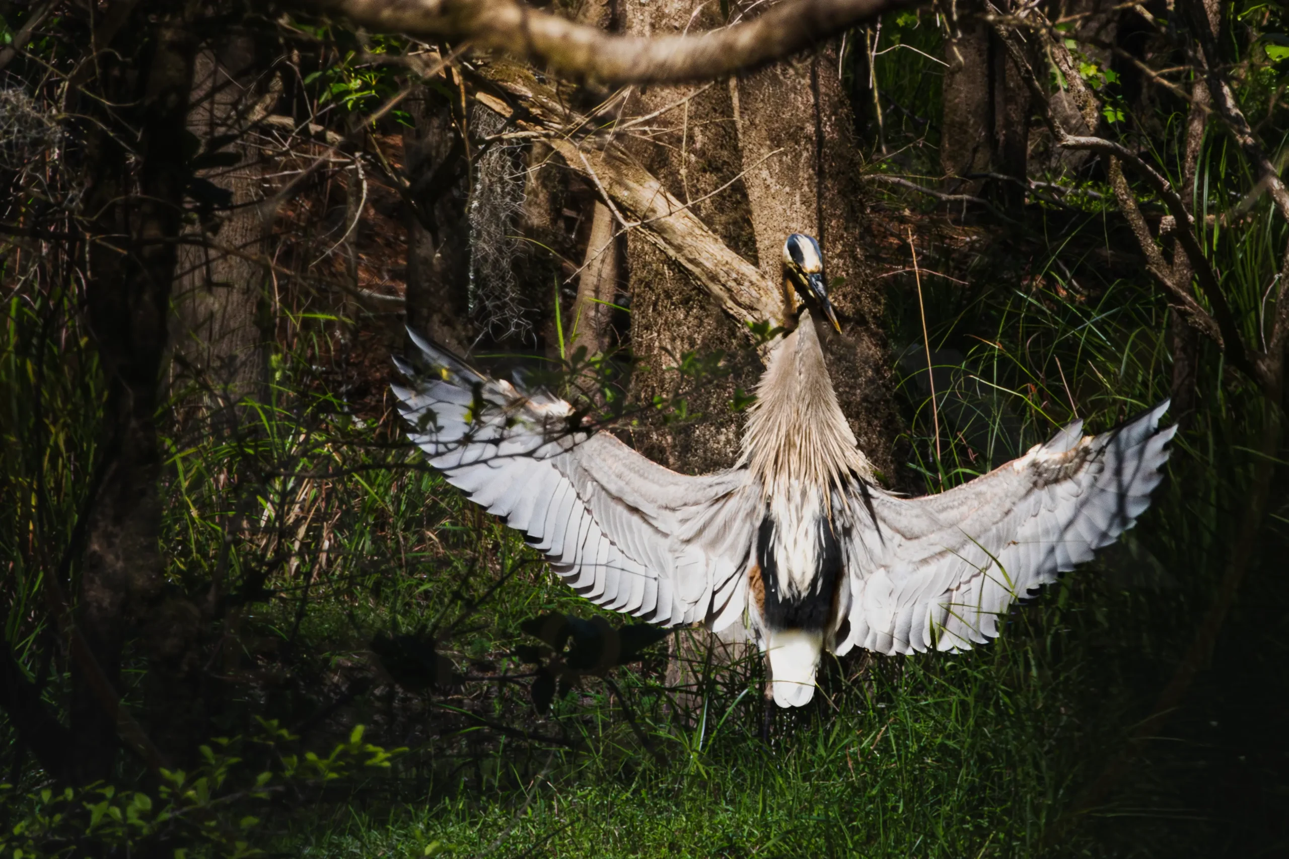 Great Blue Heron displaying its wings at Congaree Creek Heritage Preserve, South Carolina