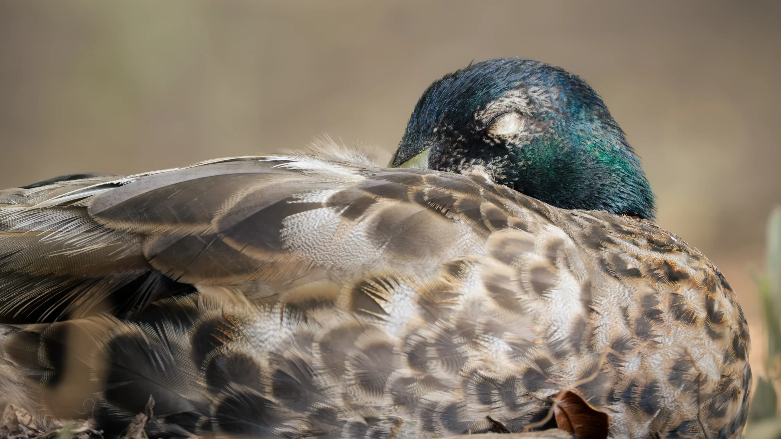 Male Mallard resting on the ground with his iridescent green head tucked into his patterned back feathers.