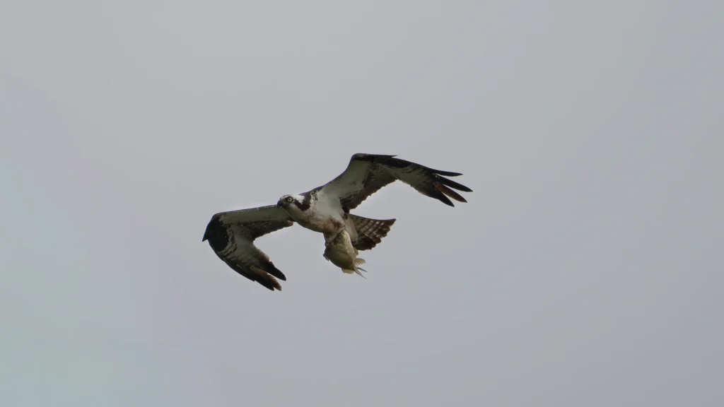 Osprey flying through an open sky while carrying a freshly caught fish in its talons.