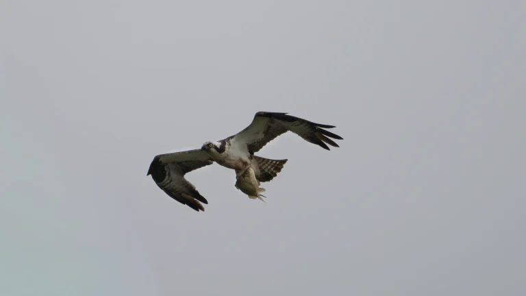 An osprey carrying a fish in flight above the Lower Saluda River