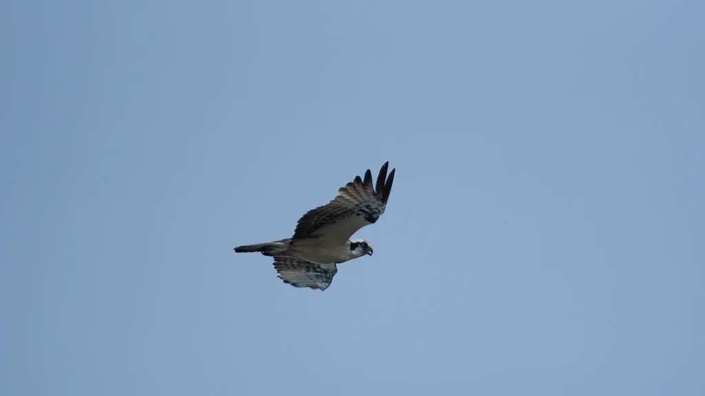 Osprey flying through a clear blue sky with its wings raised and head turned forward.