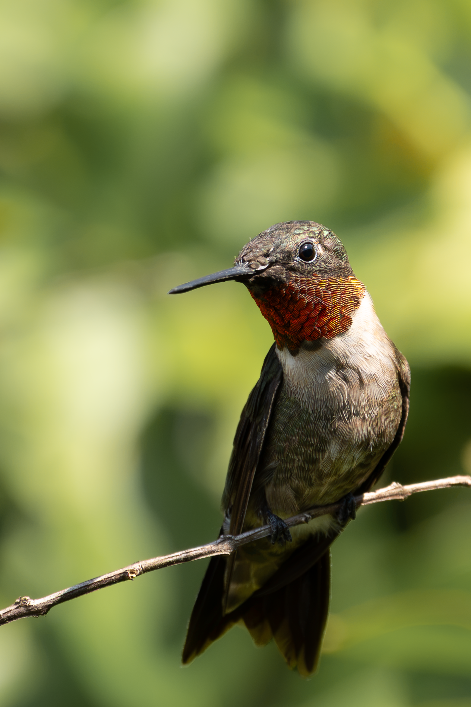 Male ruby-throated hummingbird perched and facing toward the camera.
