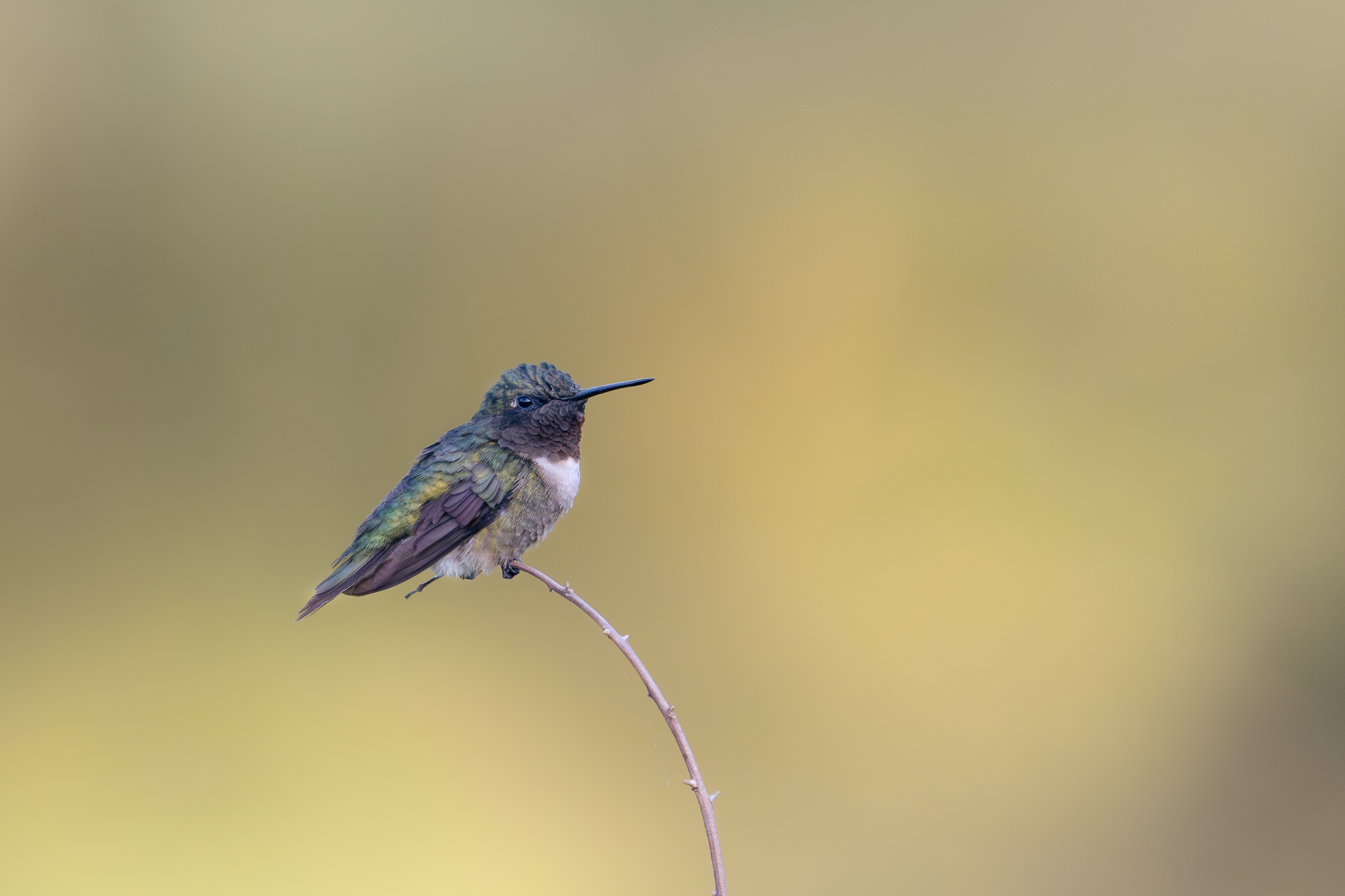 Ruby-throated hummingbird perched on a thin branch against a softly blurred golden background.