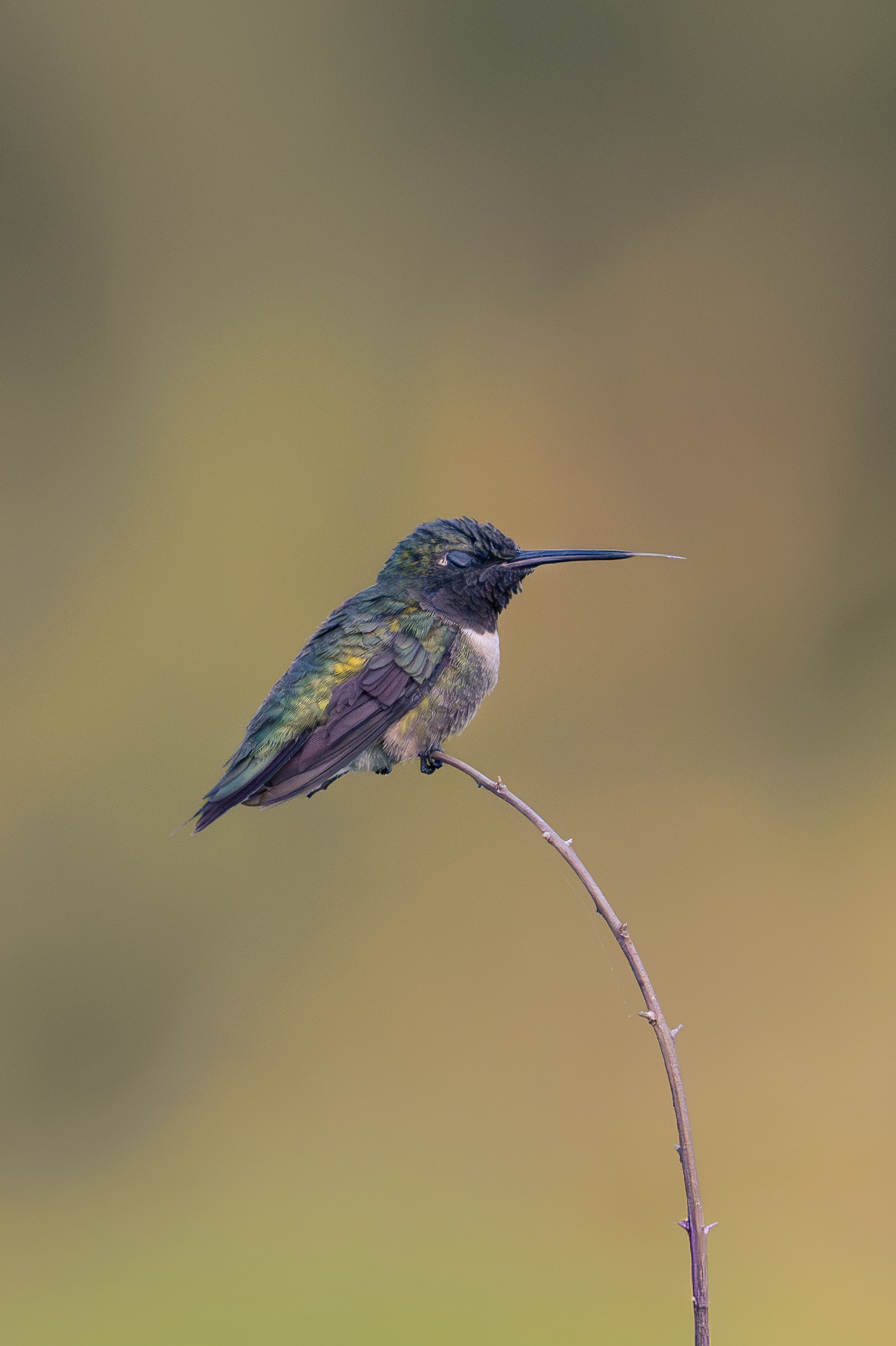 Ruby-throated hummingbird perched with its long tongue extended beyond its bill.