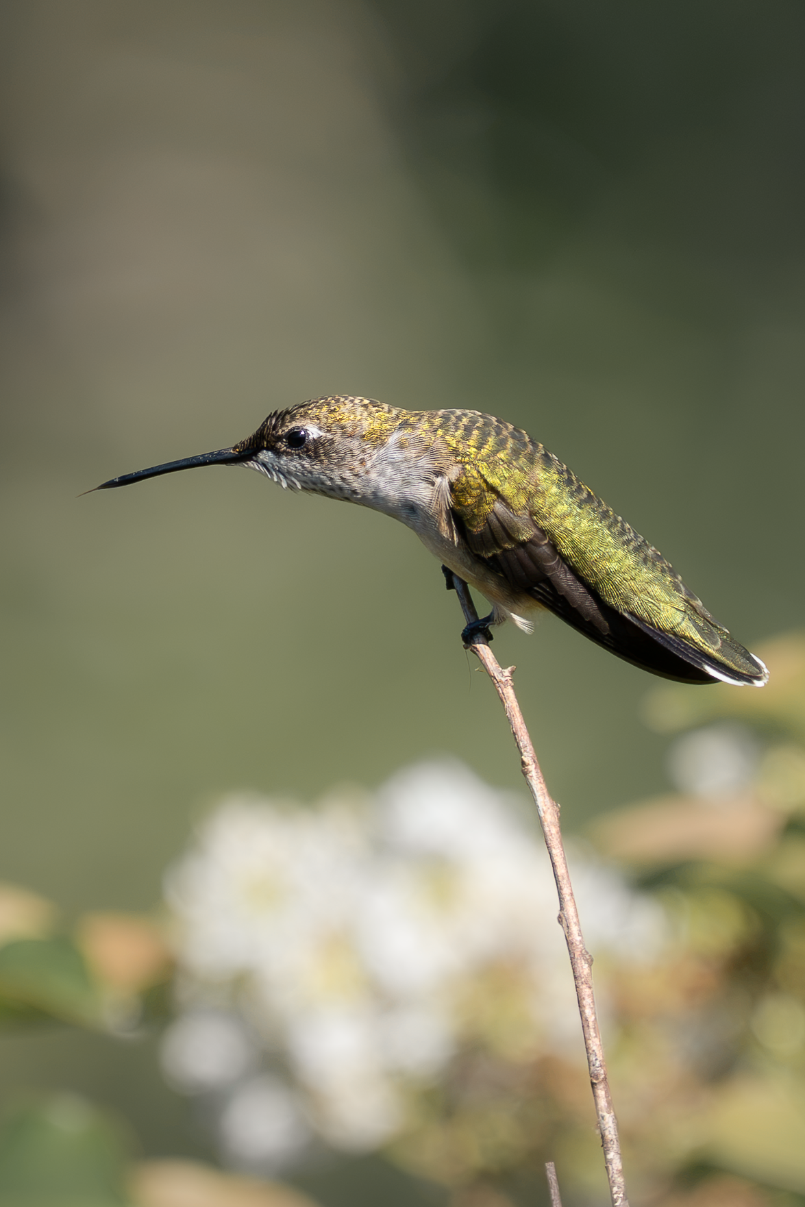 Ruby-throated hummingbird perched in profile on a thin upright branch.