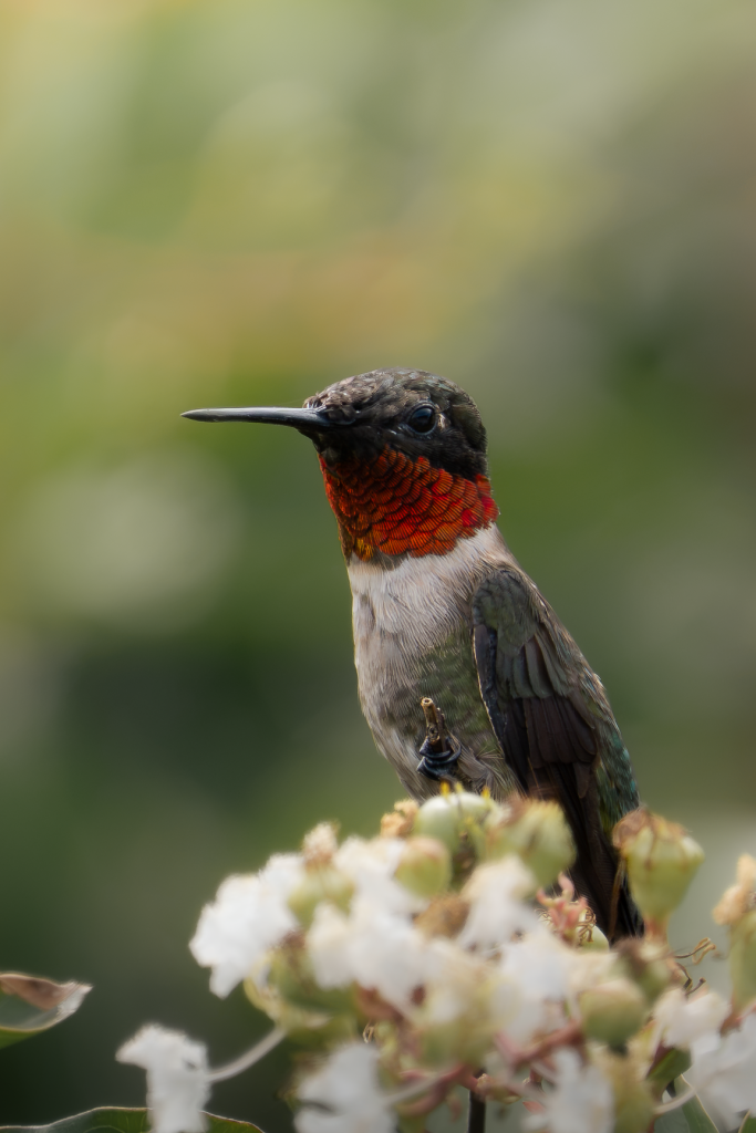 Ruby-throated hummingbird, male